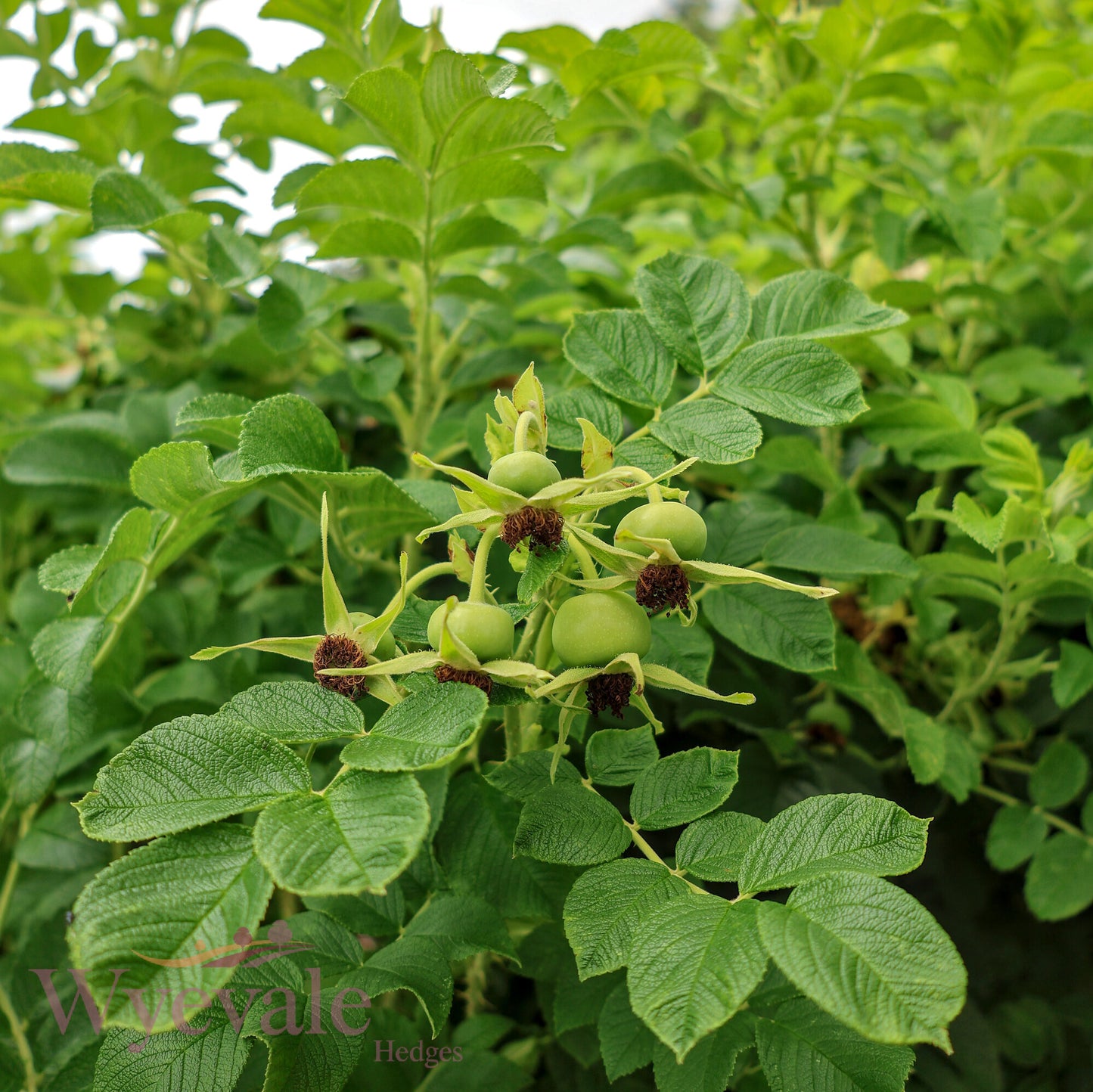 Rosa rugosa (Japanese rose) 'Alba'