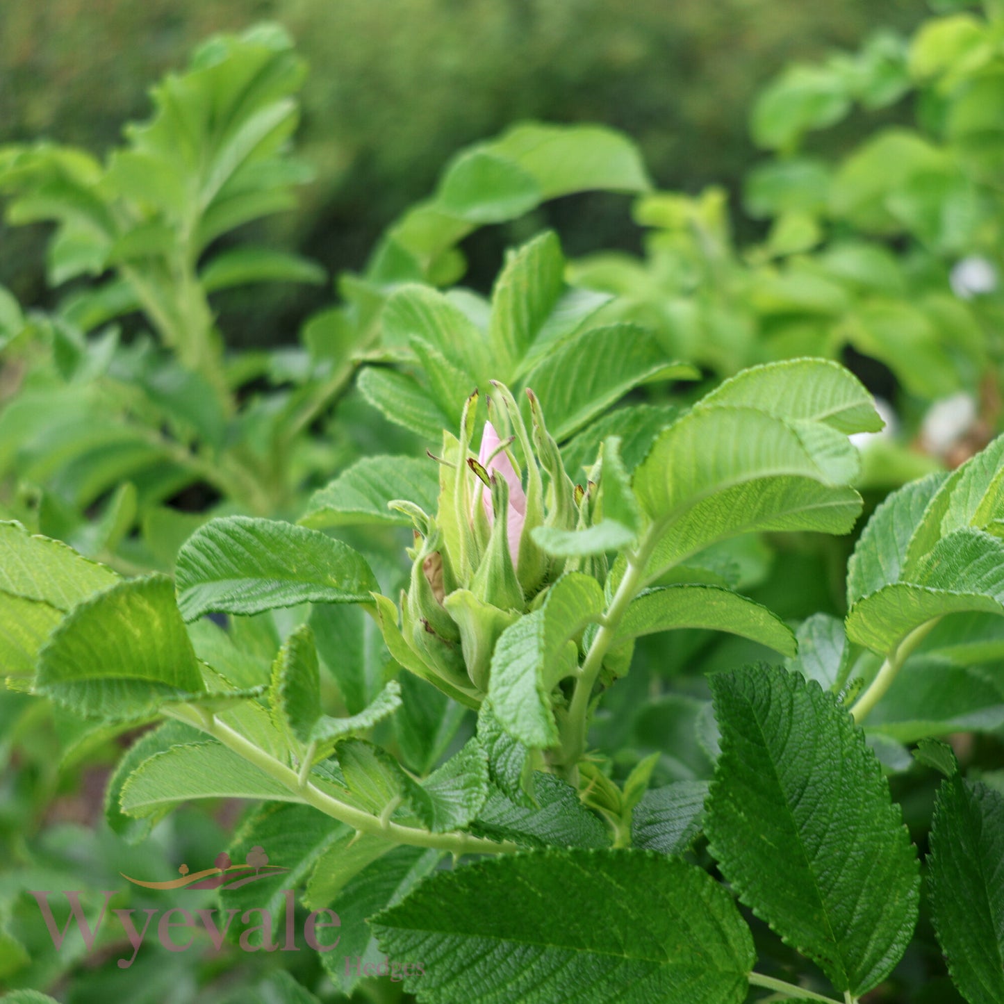 Rosa rugosa (Japanese rose) 'Alba'