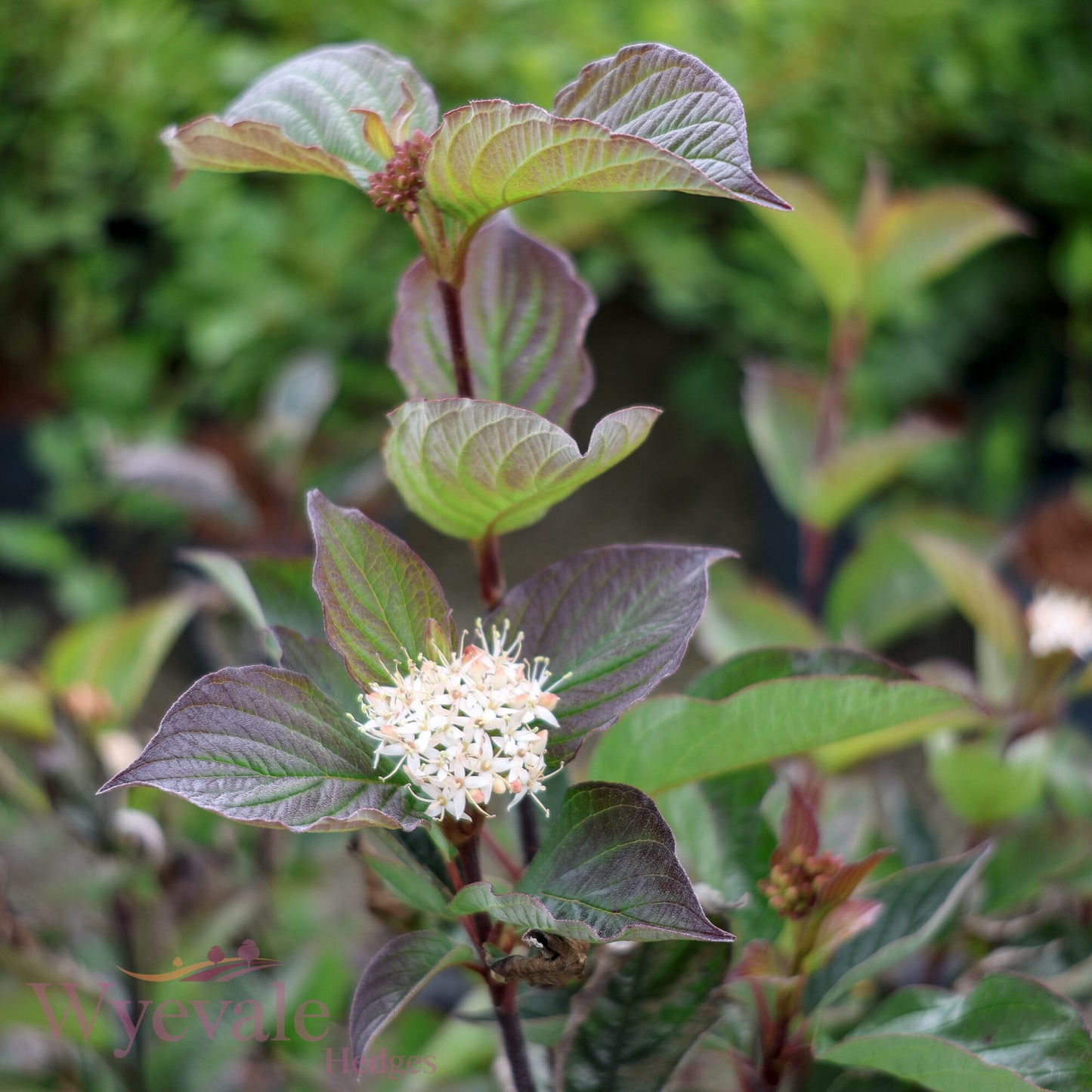 Bareroot Cornus alba (Black-stemmed Dogwood) 'Kesselringii'