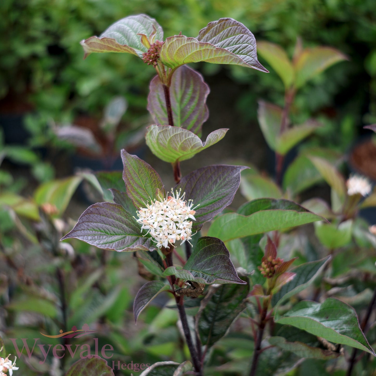 Bareroot Cornus alba (Black-stemmed Dogwood) 'Kesselringii'