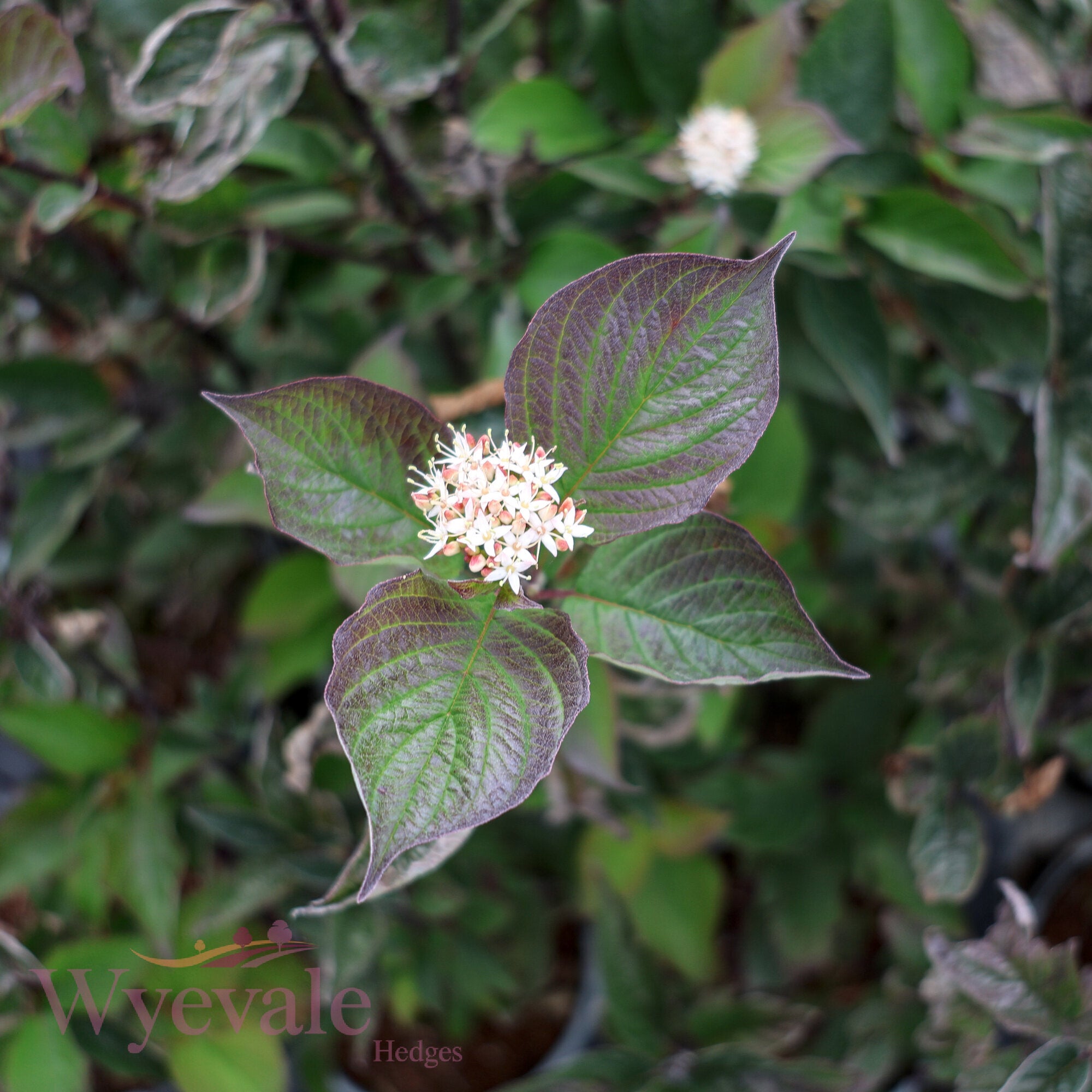 Cornus alba (Red-Barked Dogwood Kesselringii) 'Kesselringii'