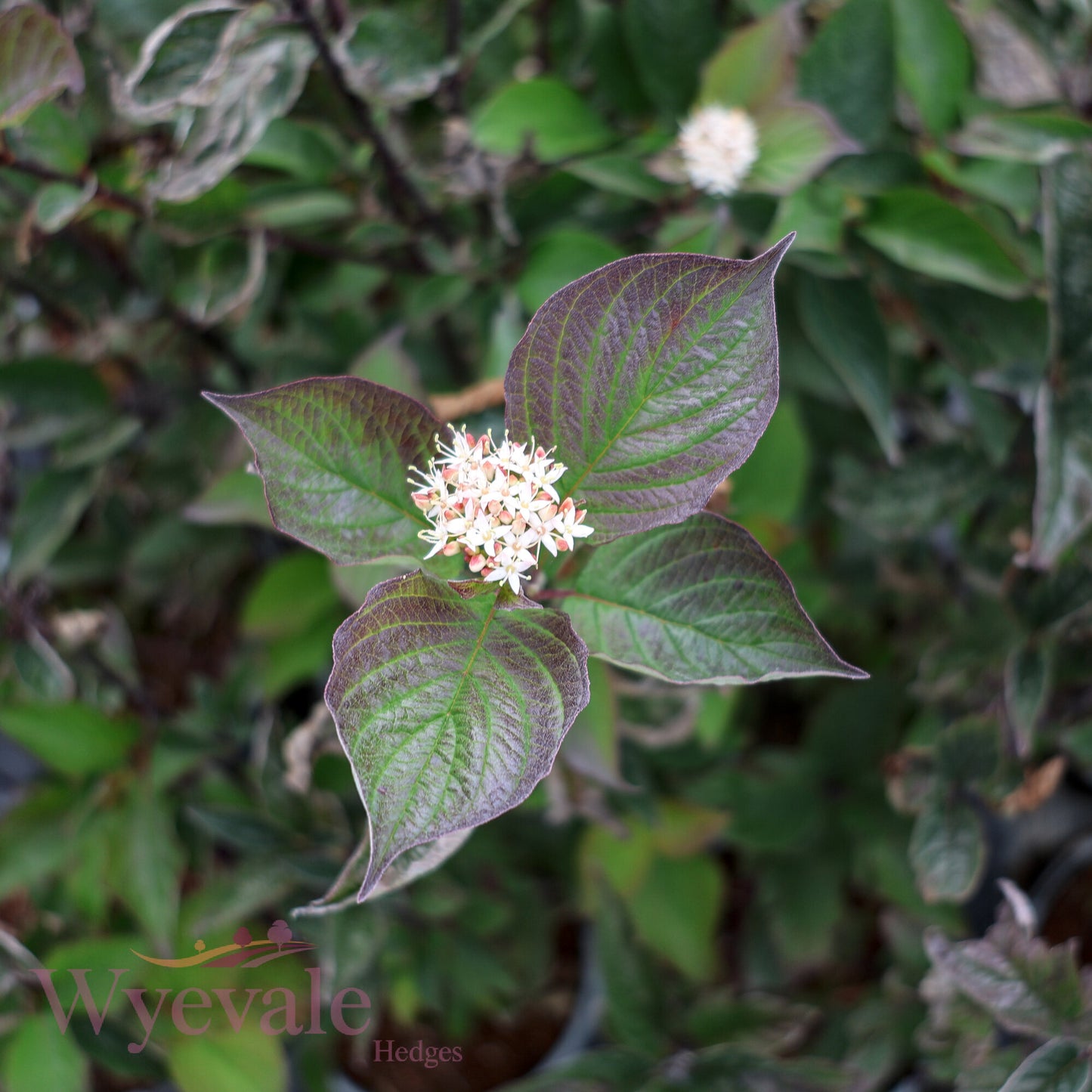 Cornus alba (Red-Barked Dogwood Kesselringii) 'Kesselringii'
