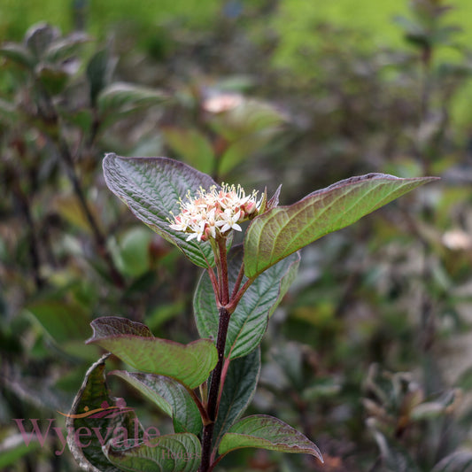 Cornus alba (Red-Barked Dogwood Kesselringii) 'Kesselringii'