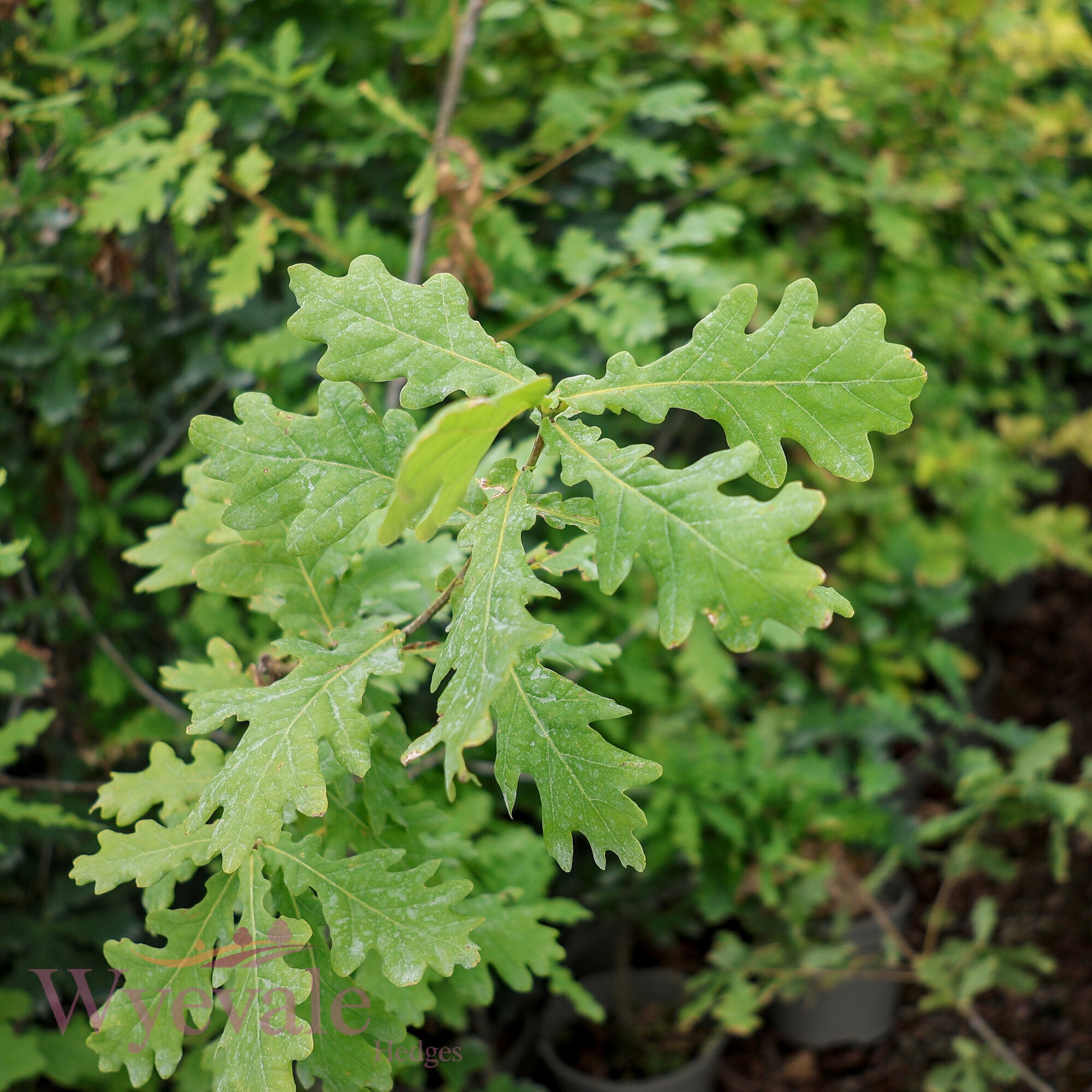 Quercus robur (English oak)
