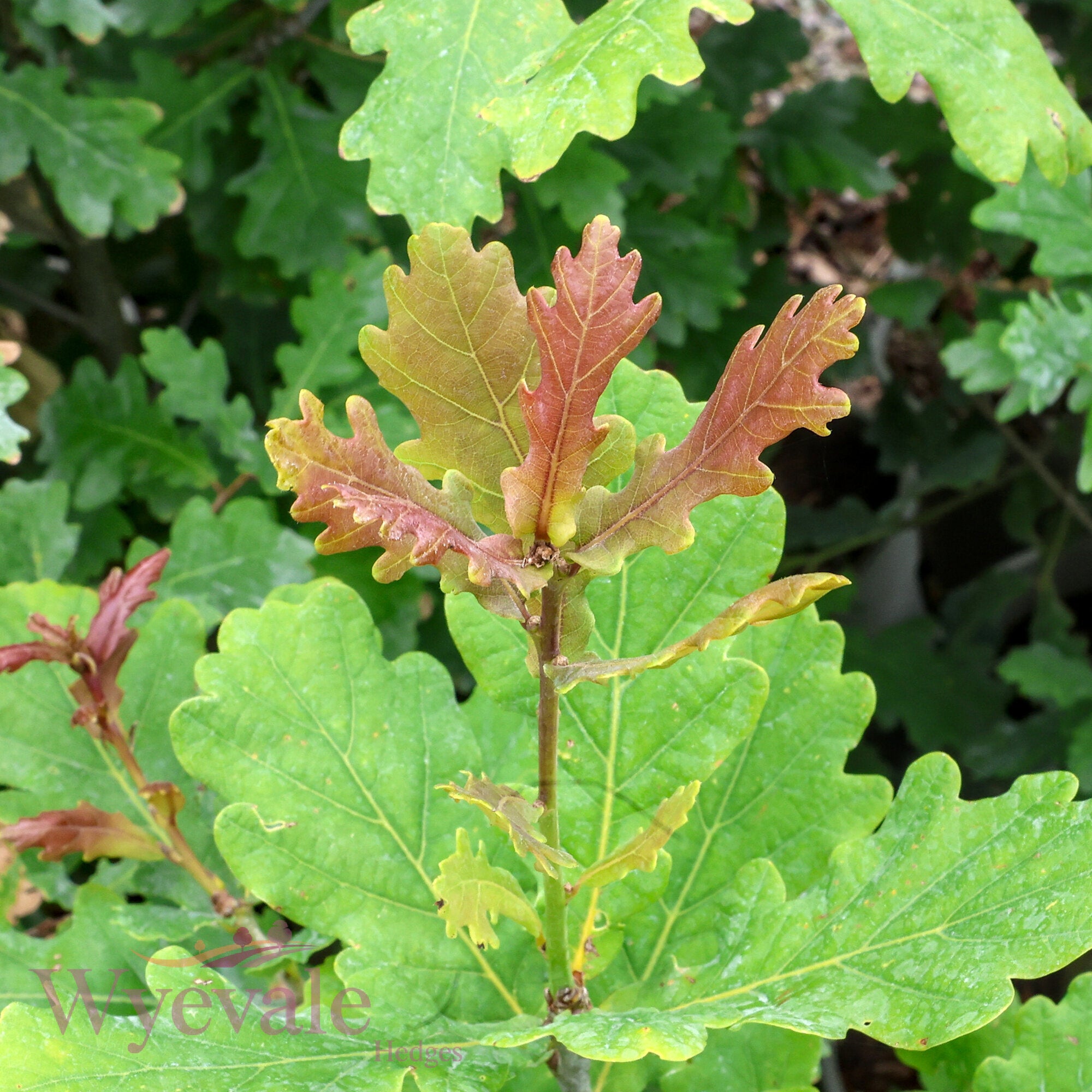 Quercus robur (English oak)