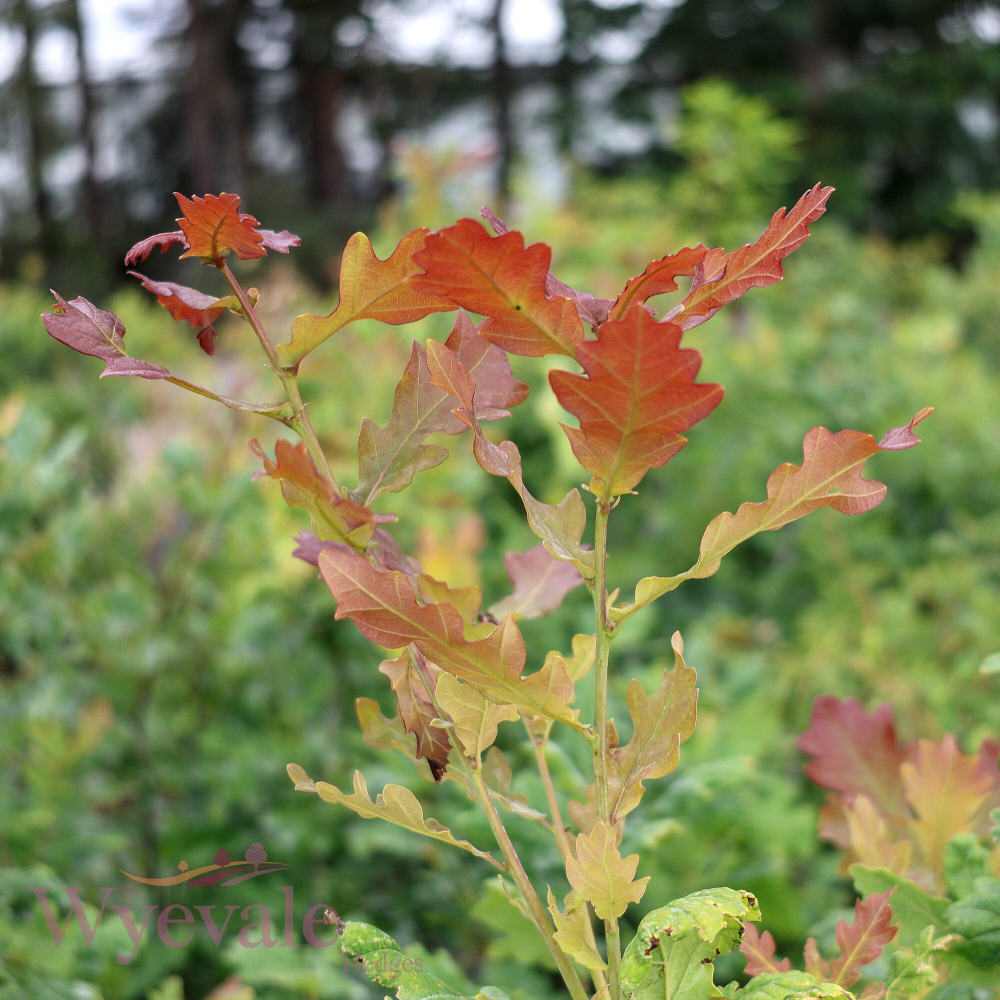 Quercus robur (English oak)