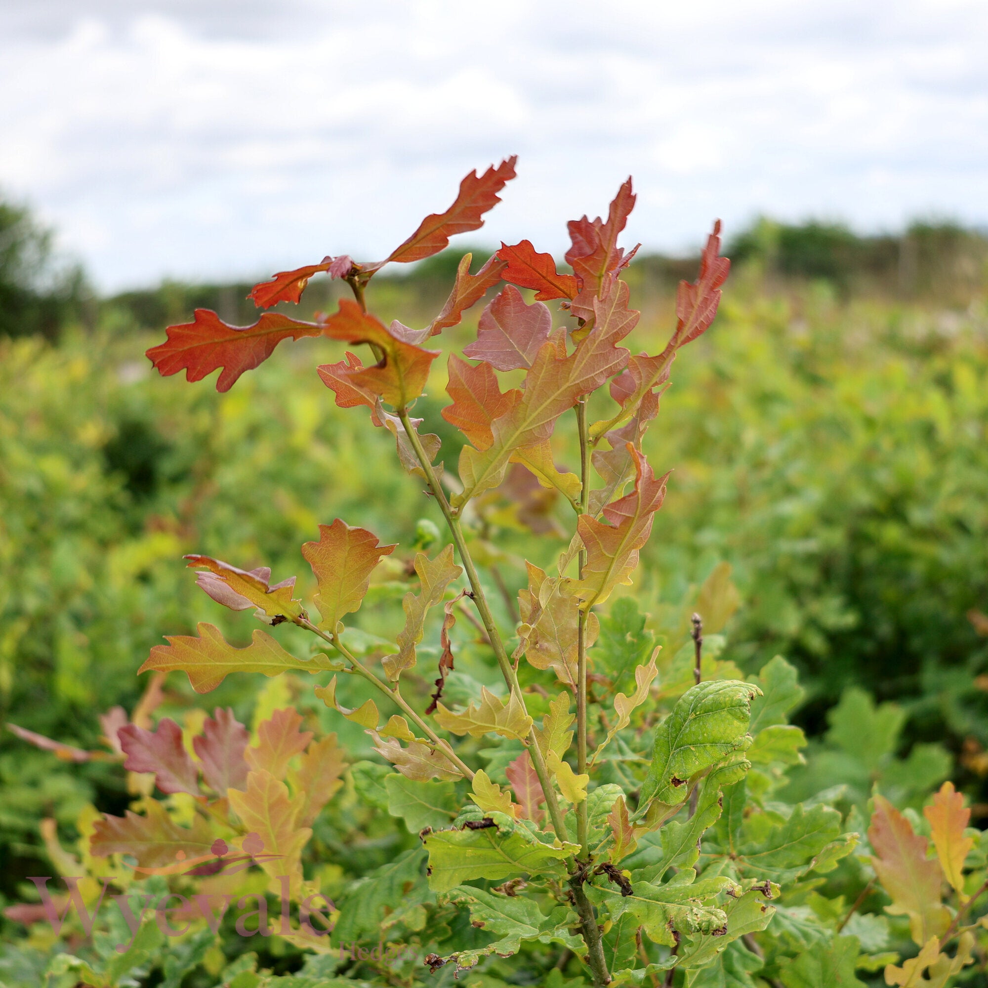 Quercus robur (English oak)