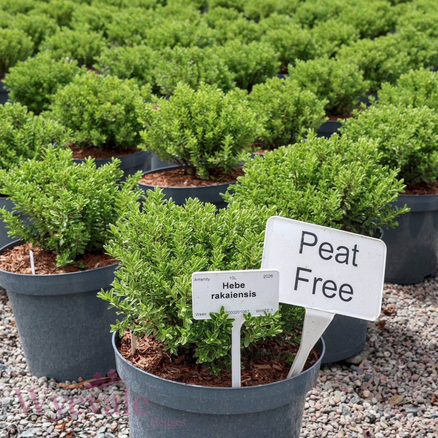 Hebe rakaiensis (Shrubby Veronica)