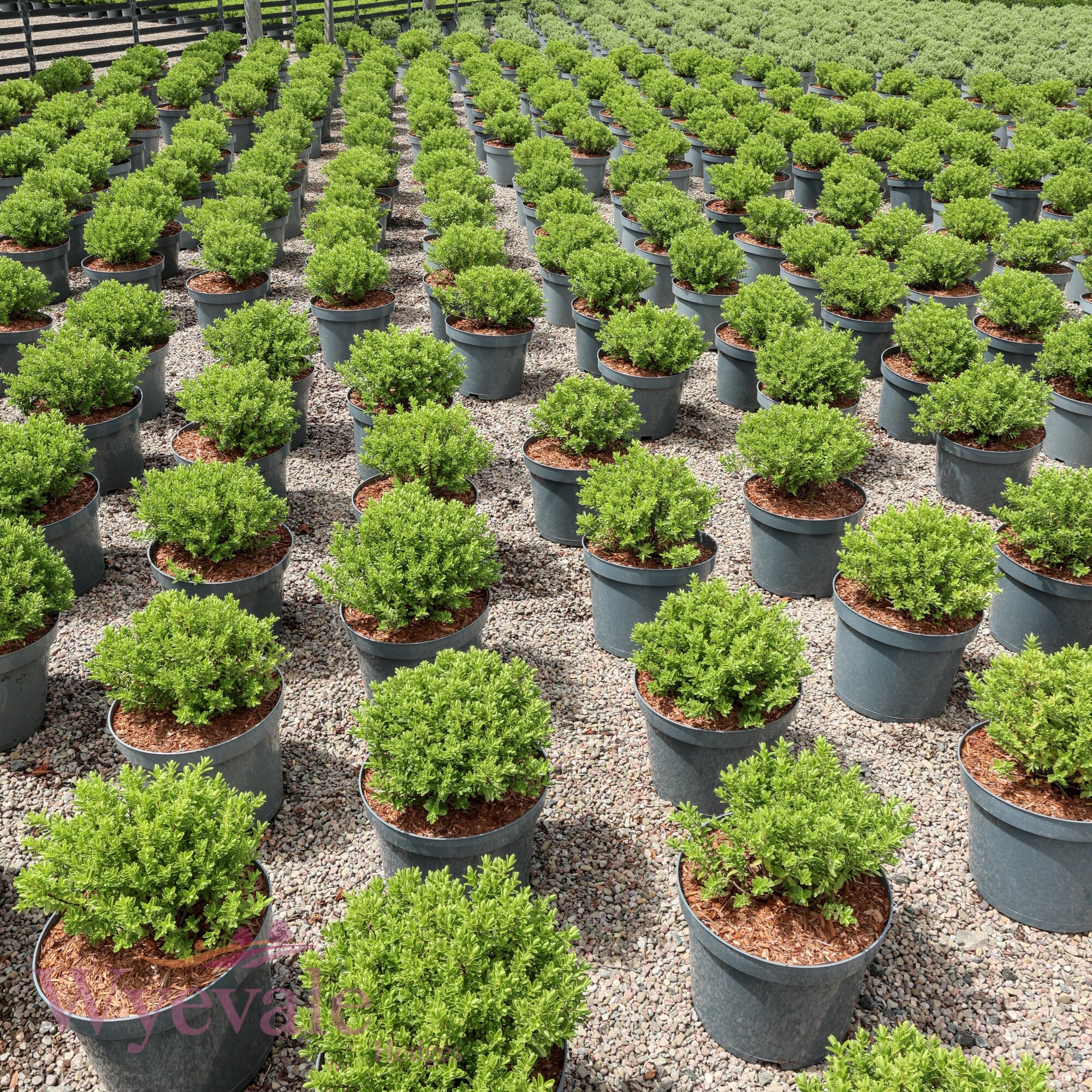 Hebe rakaiensis (Shrubby Veronica)