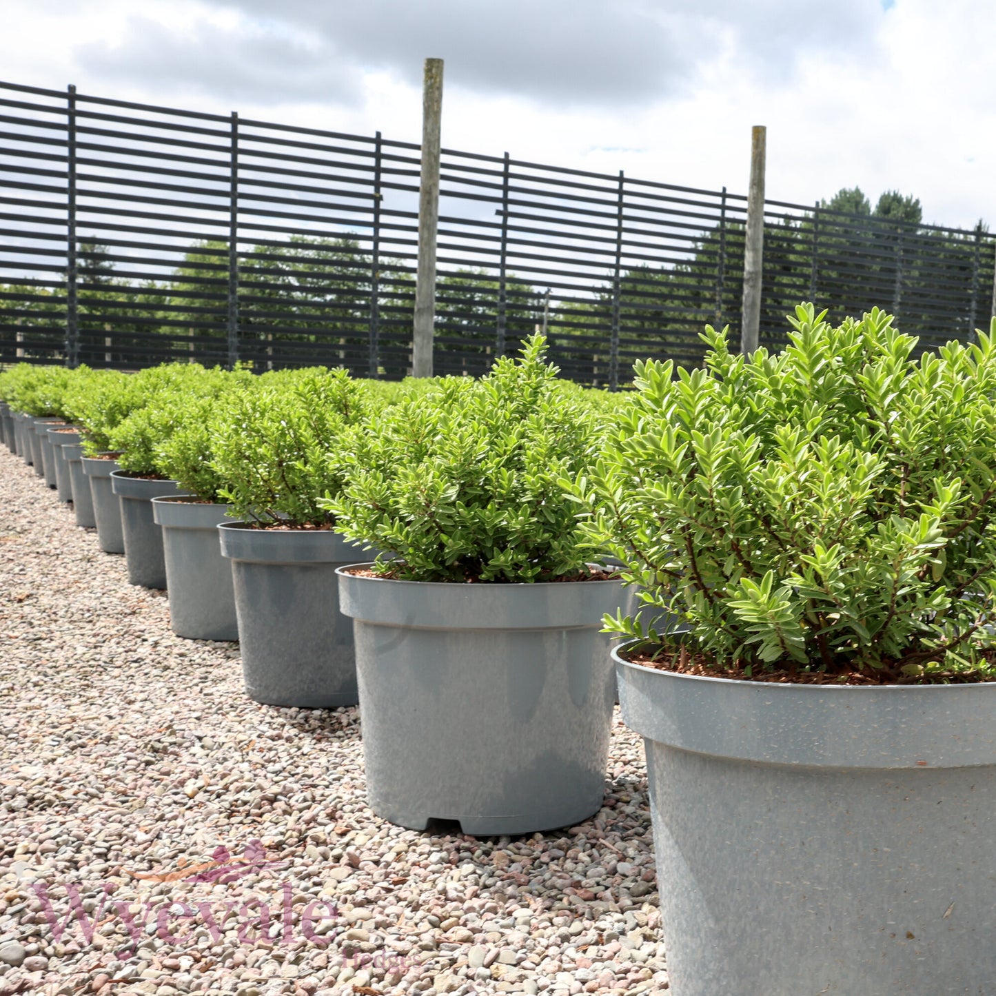 Hebe rakaiensis (Shrubby Veronica)