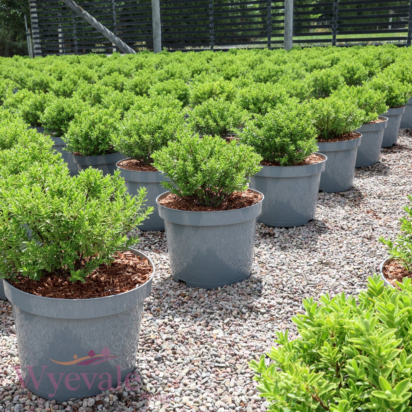 Hebe rakaiensis (Shrubby Veronica)