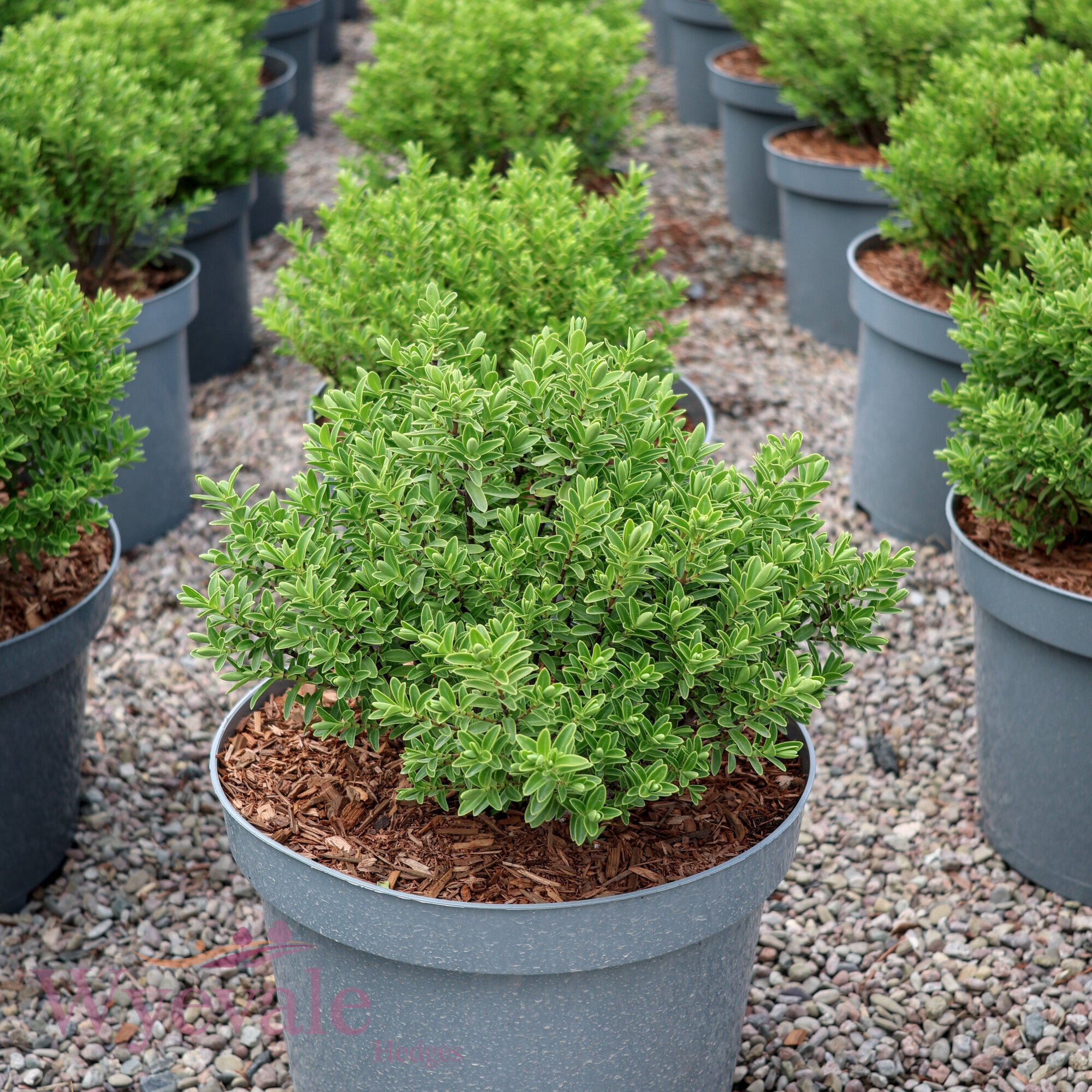 Hebe rakaiensis (Shrubby Veronica)