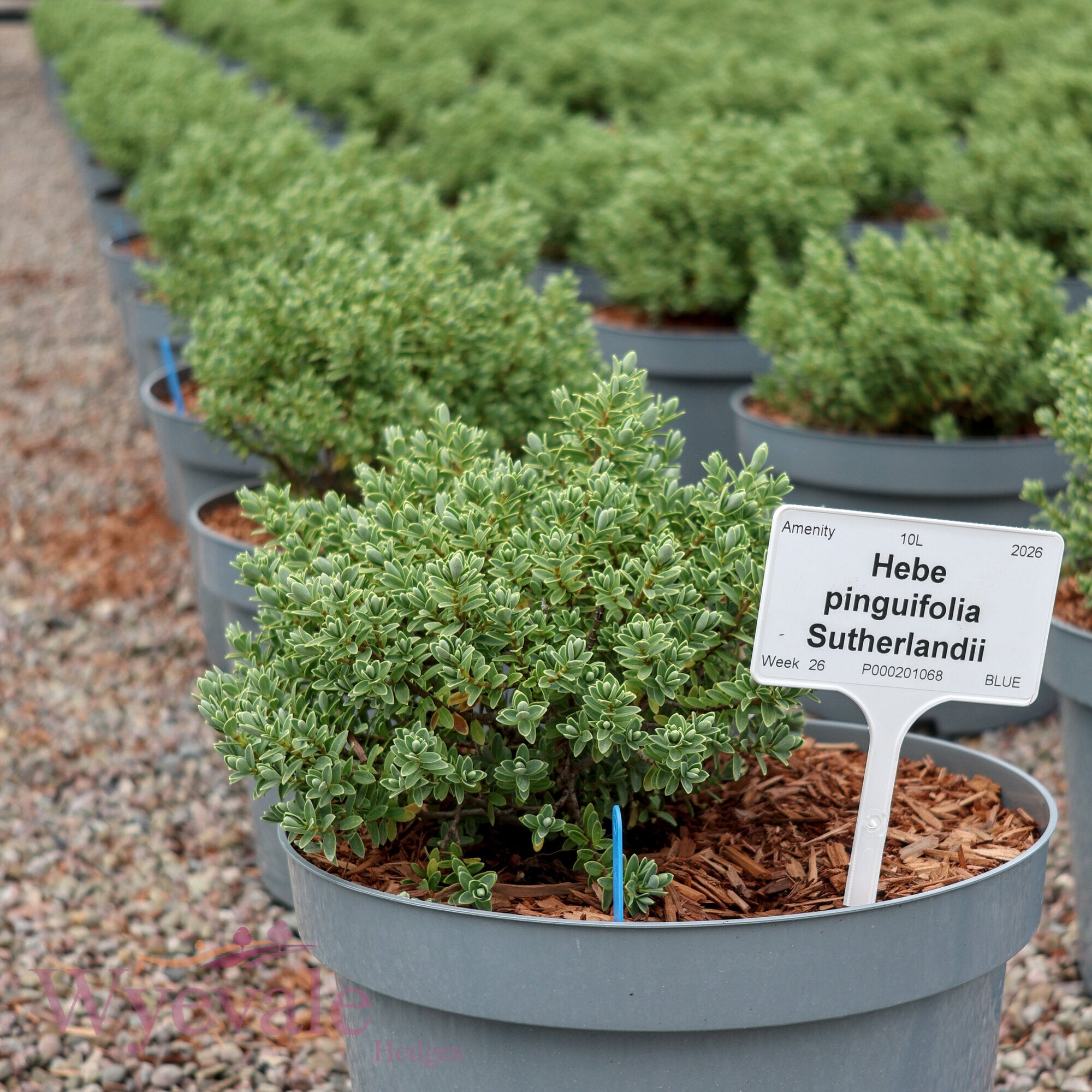 Hebe pinguifolia (Pagei) 'Sutherlandii'