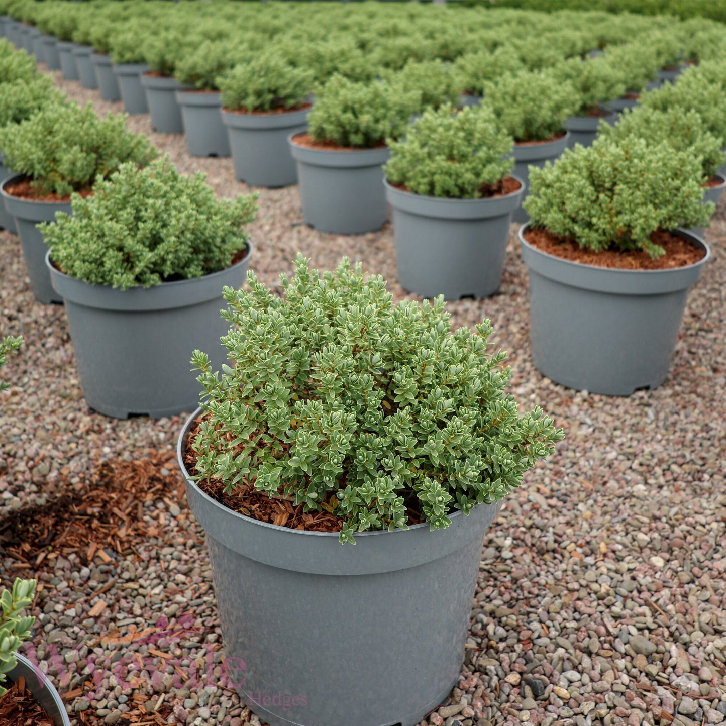 Hebe pinguifolia (Pagei) 'Sutherlandii'
