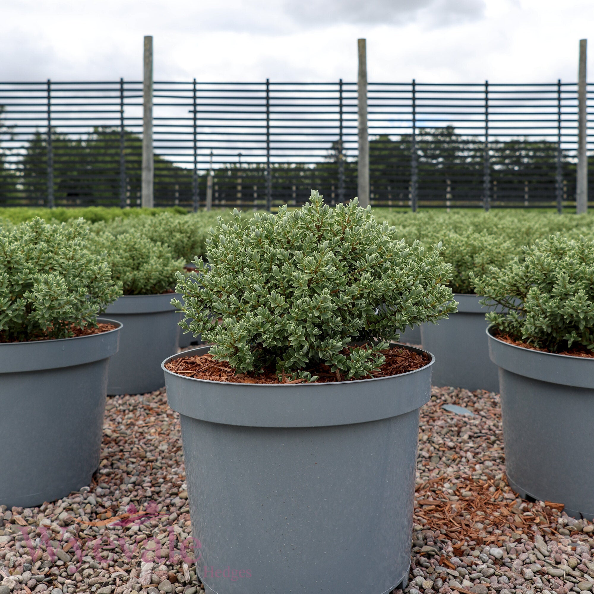 Hebe pinguifolia (Pagei) 'Sutherlandii'