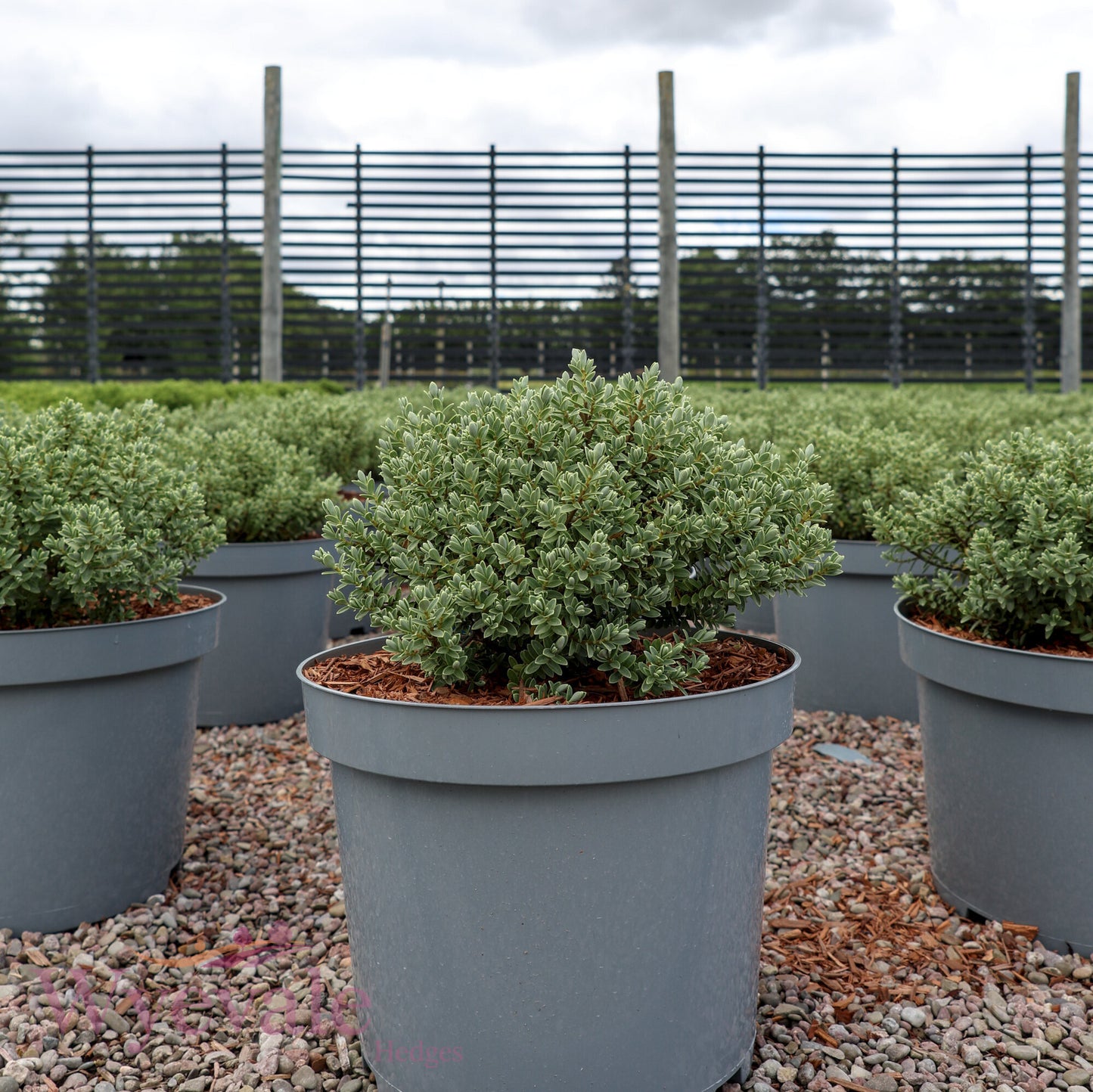 Hebe pinguifolia (Pagei) 'Sutherlandii'