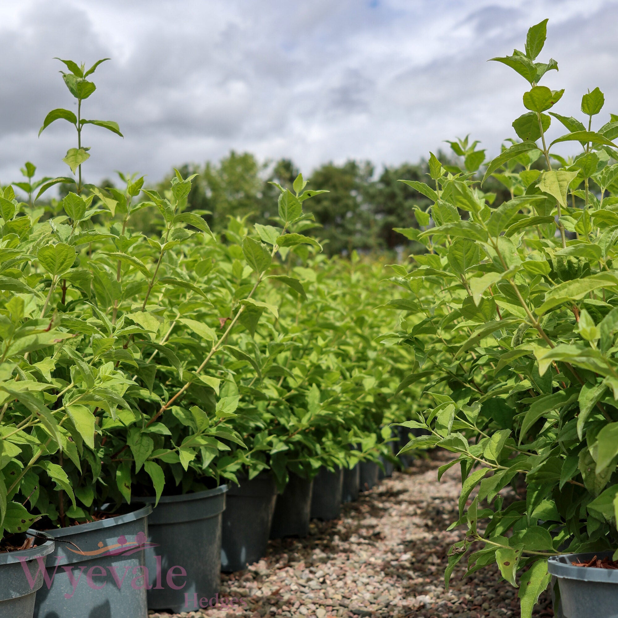 Cornus sericea (Dwarf Red Osier Dogwood) 'Kelseyi'