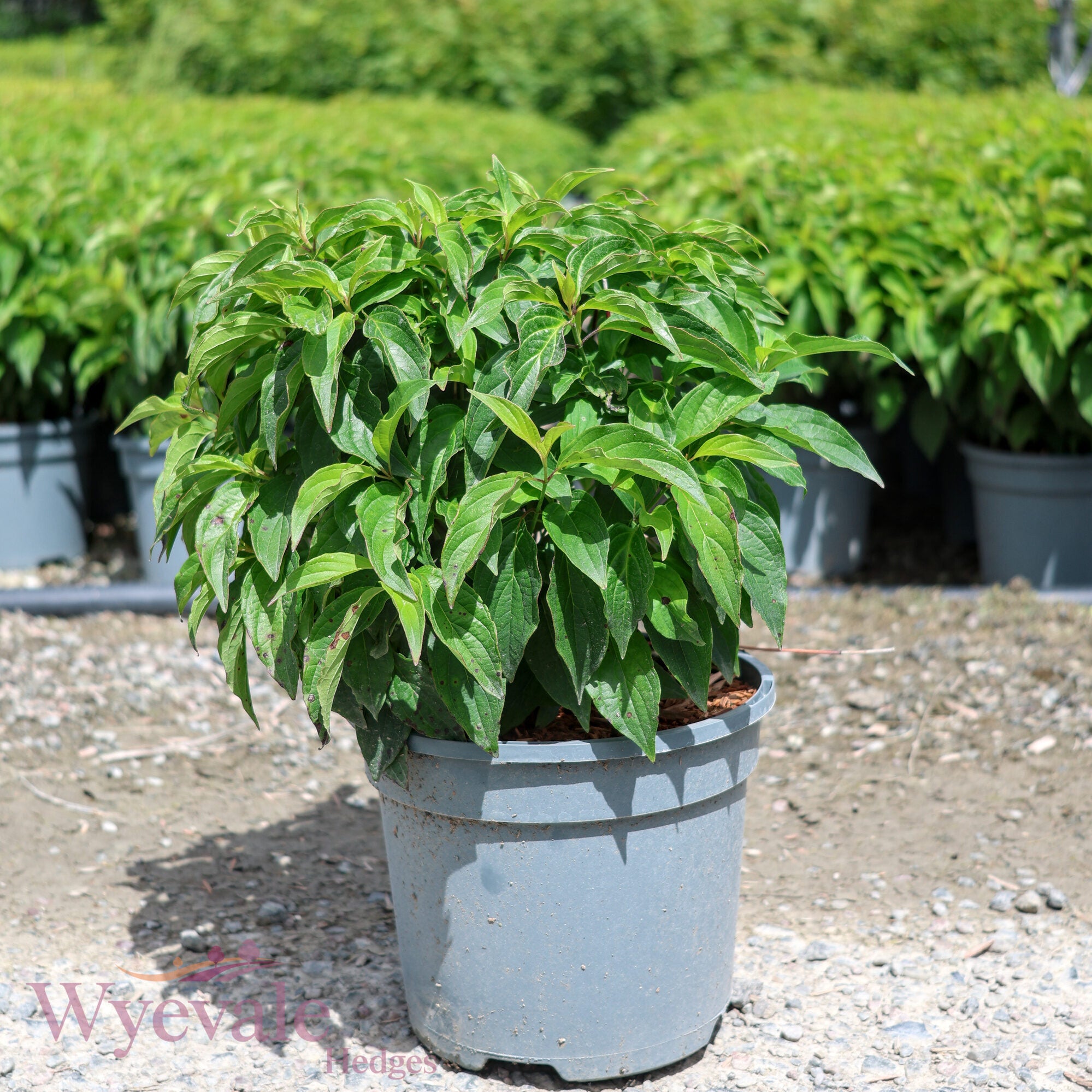 Cornus sericea (Dwarf Red Osier Dogwood) 'Kelseyi'