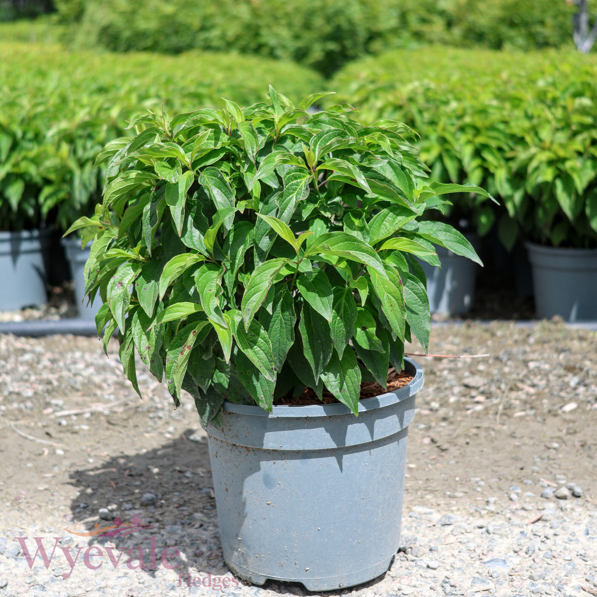 Cornus sericea (Dwarf Red Osier Dogwood) 'Kelseyi'