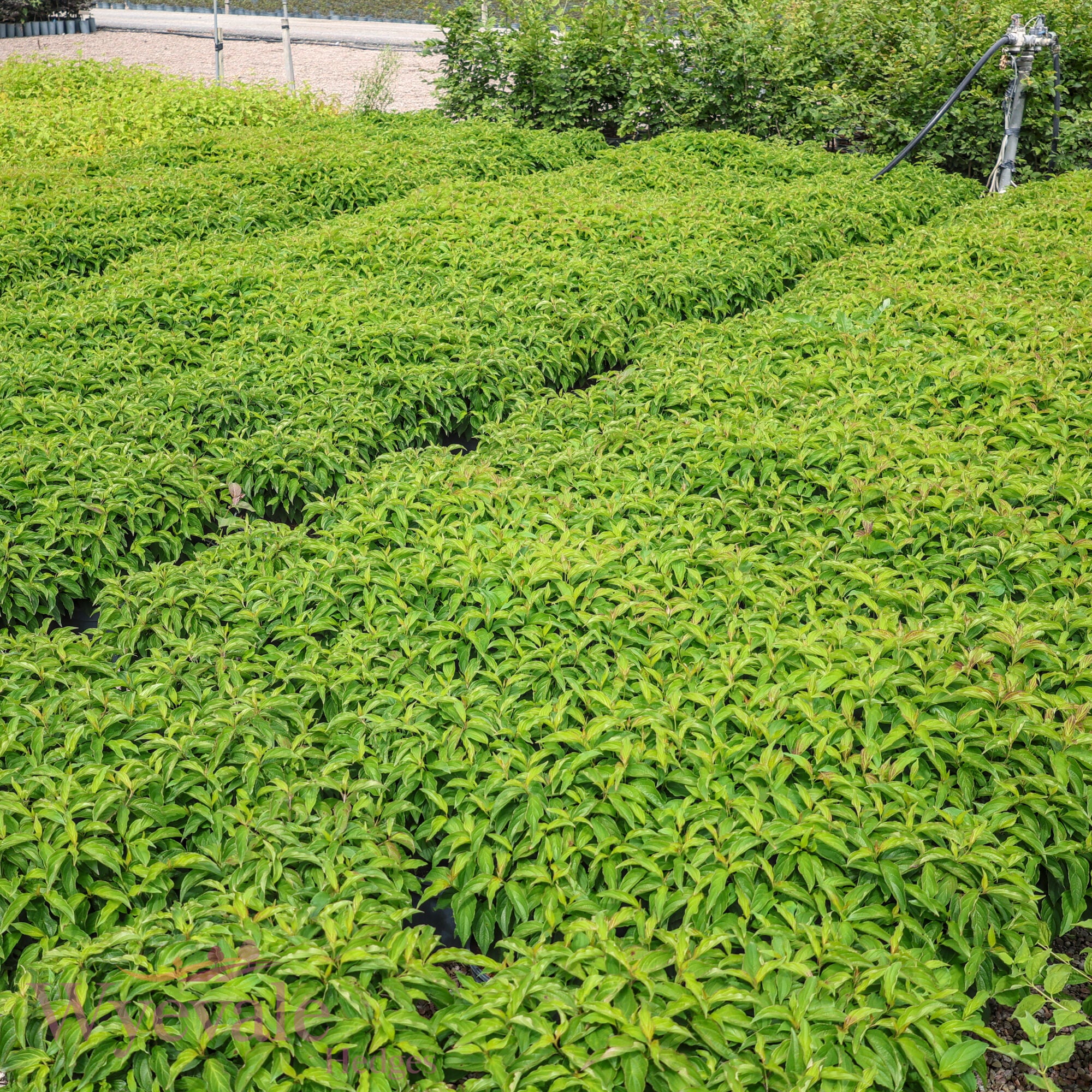 Cornus sericea (Dwarf Red Osier Dogwood) 'Kelseyi'