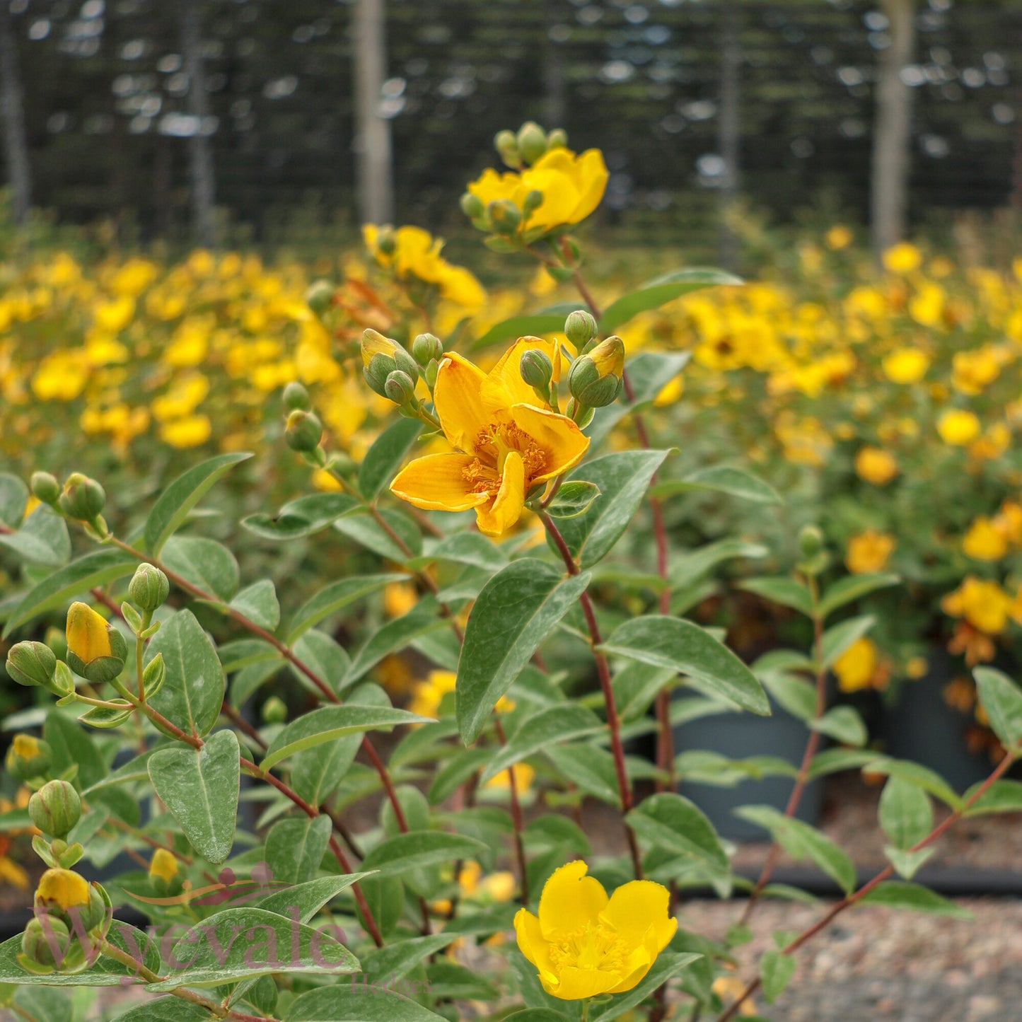 Hypericum (St John's wort) 'Hidcote'