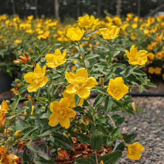 Hypericum (St John's wort) 'Hidcote'