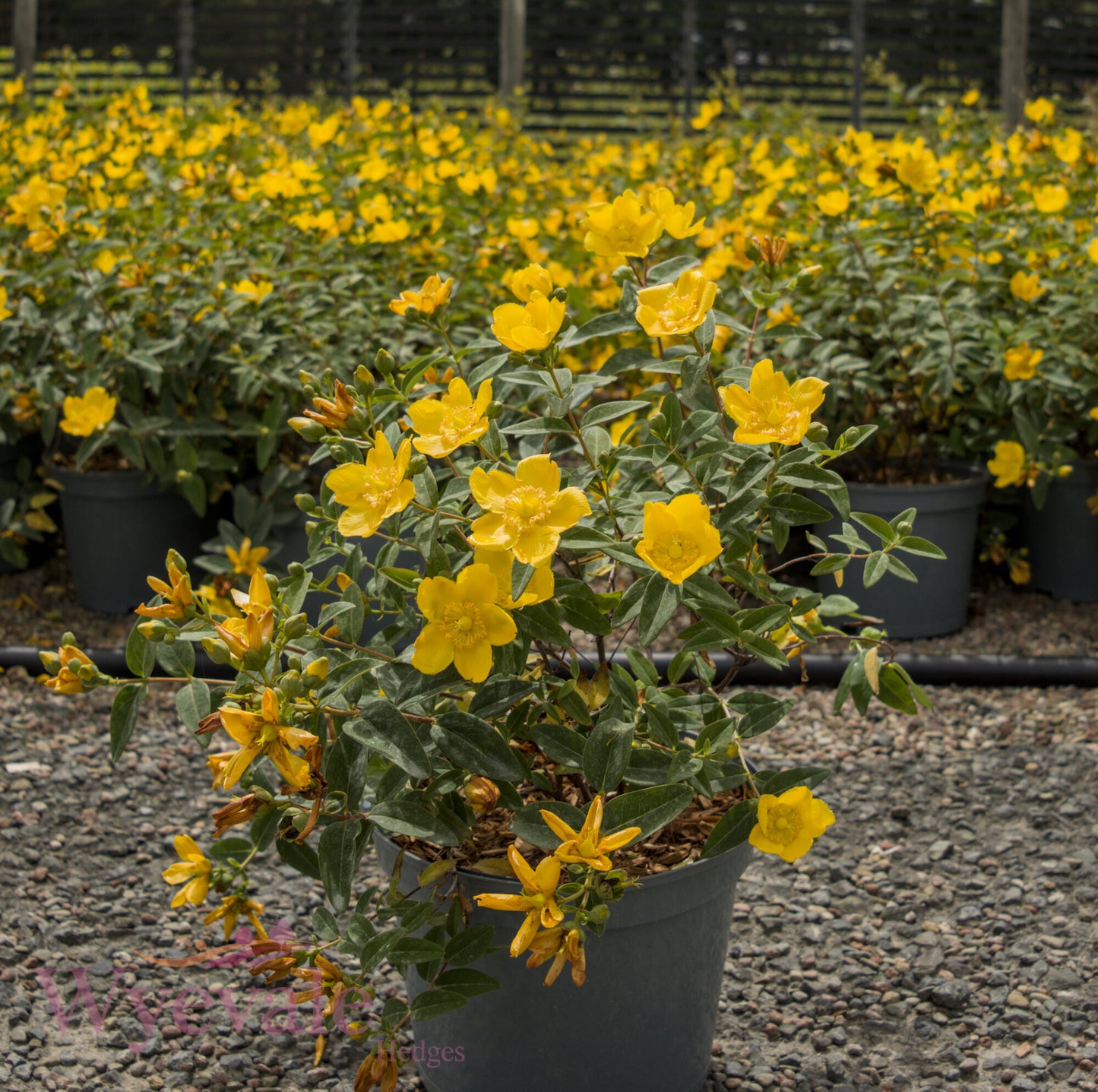Hypericum (St John's wort) 'Hidcote'