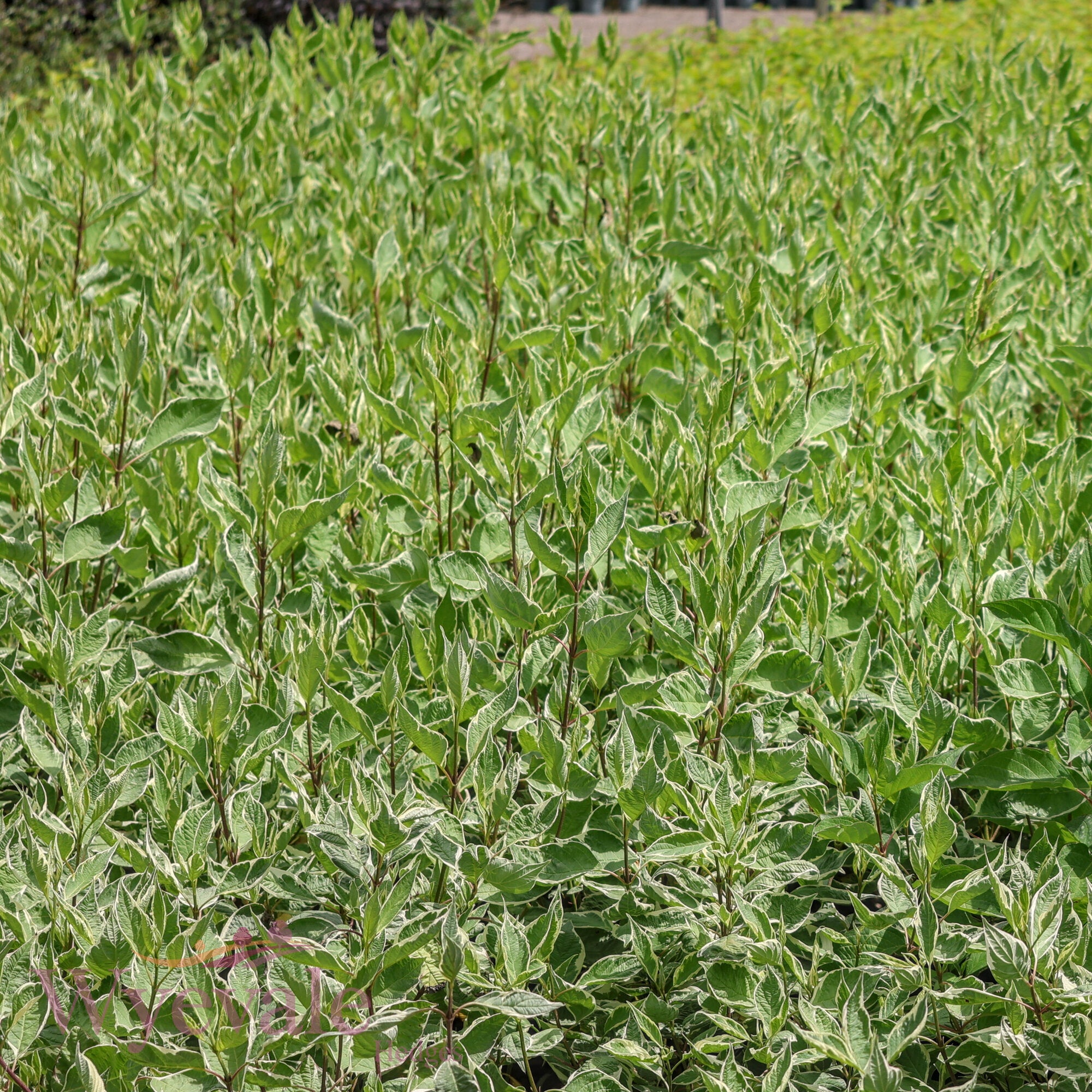 Cornus alba (Variegated Red-Barked Dogwood) 'Elegantissima'