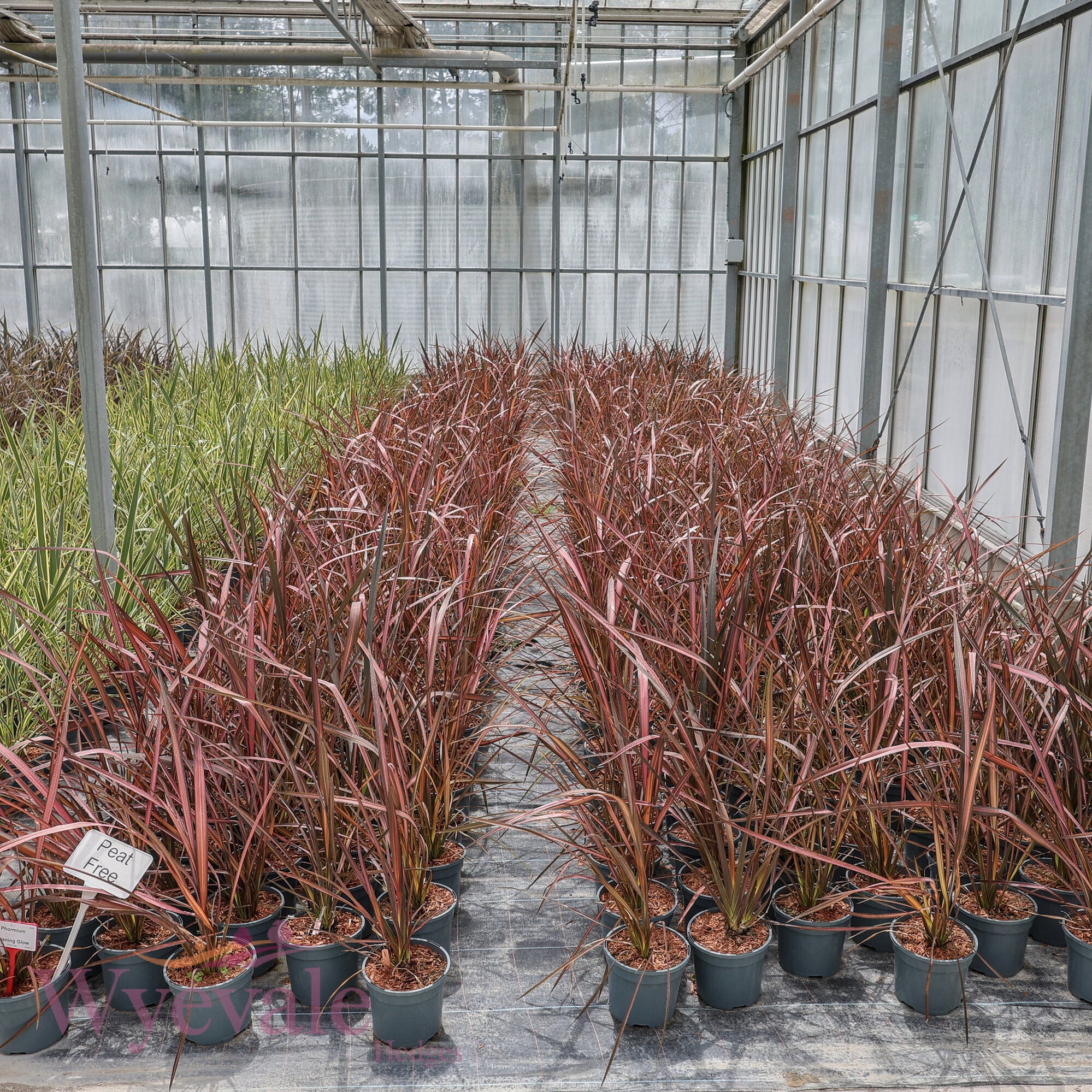 Phormium (New Zealand Flax) 'Evening Glow'