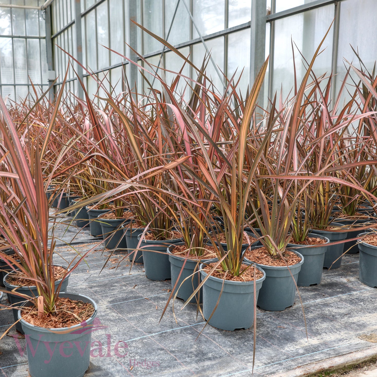 Phormium (New Zealand Flax) 'Evening Glow'