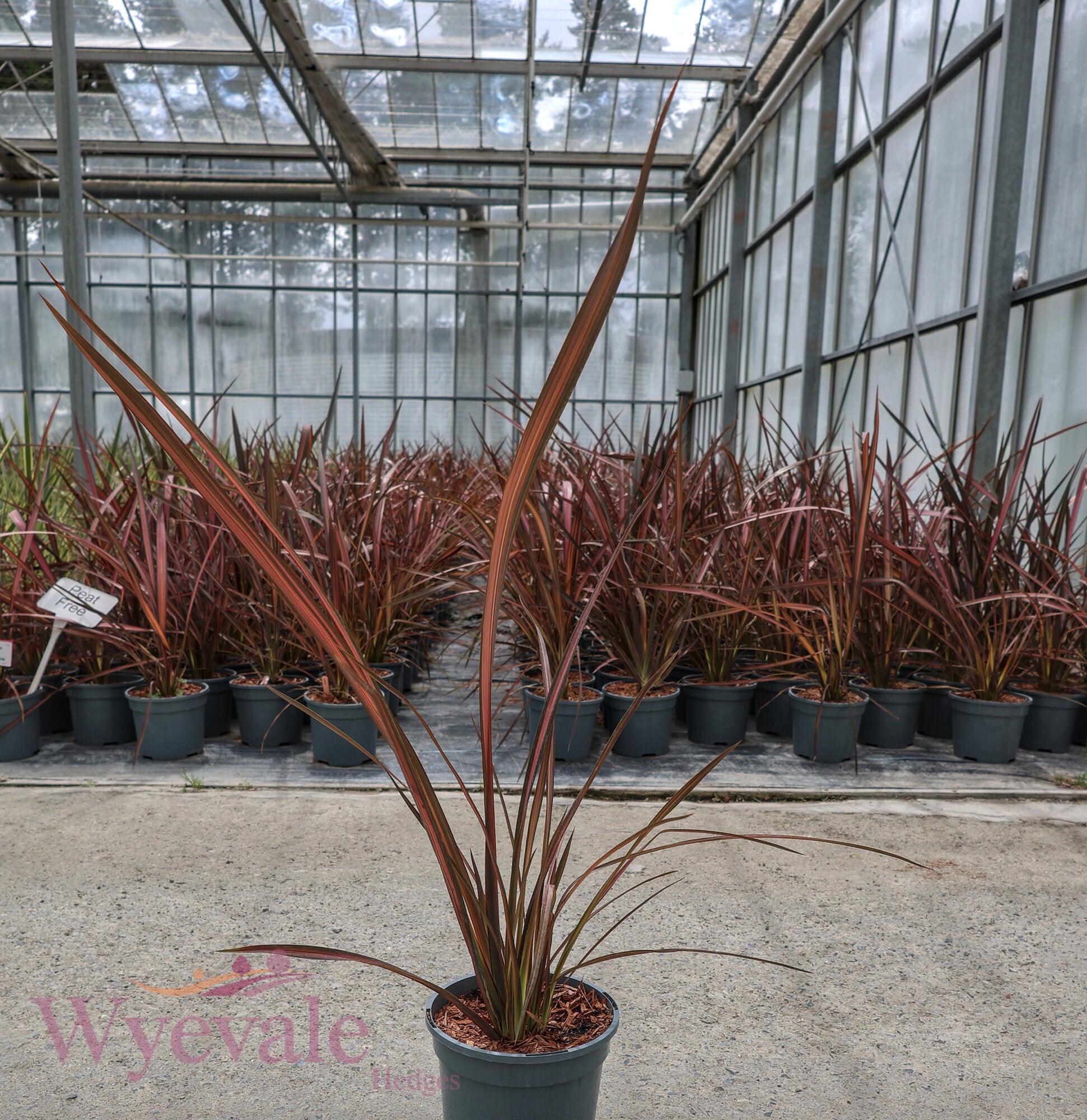 Phormium (New Zealand Flax) 'Evening Glow'