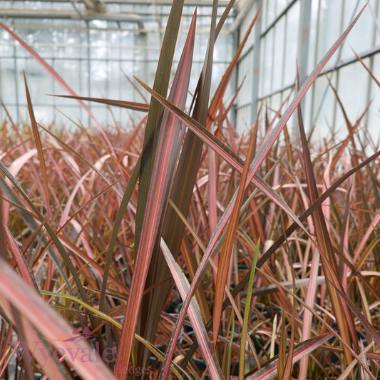 Phormium (New Zealand Flax) 'Evening Glow'