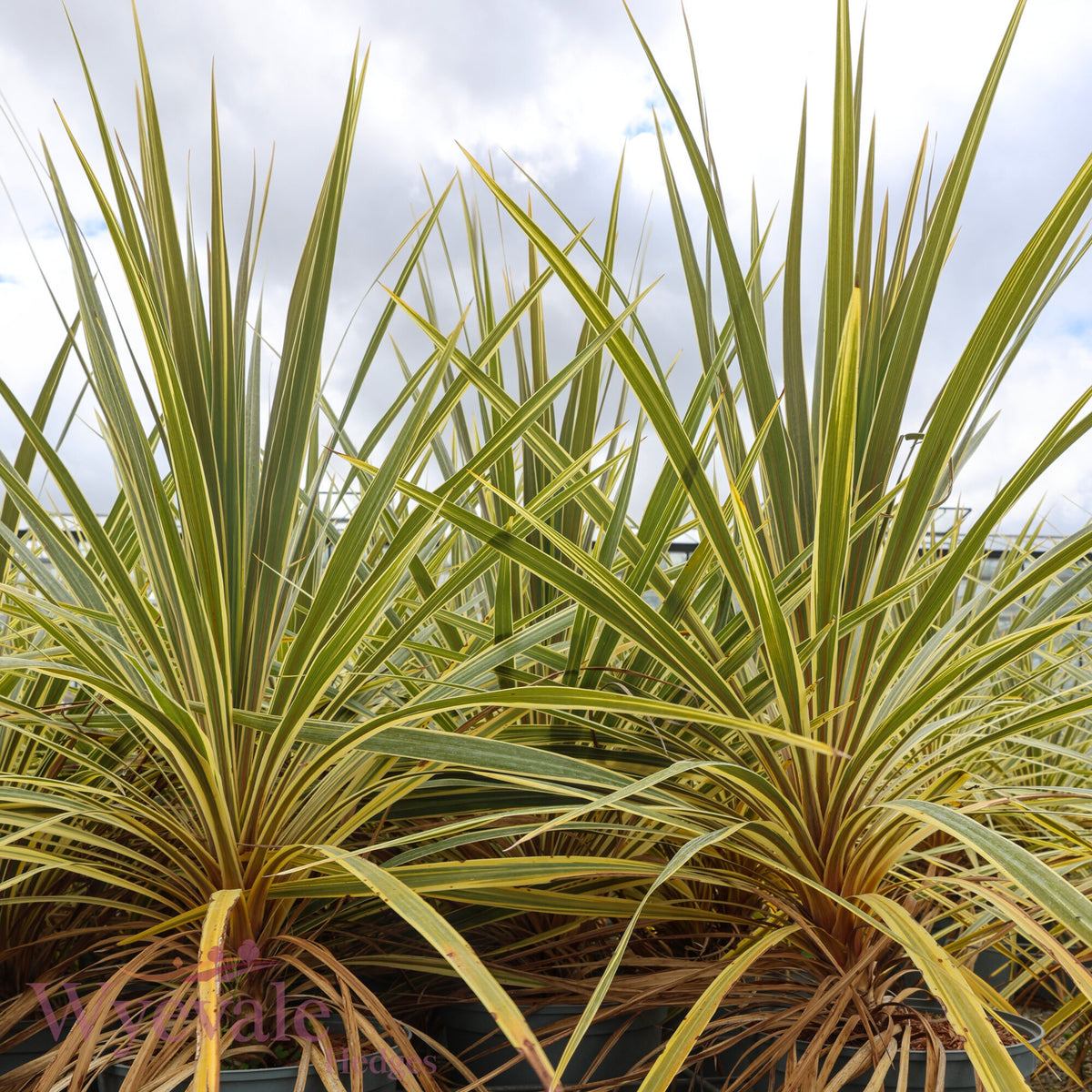 Cordyline australis (Cabbage Tree) 'Torbay Dazzler'