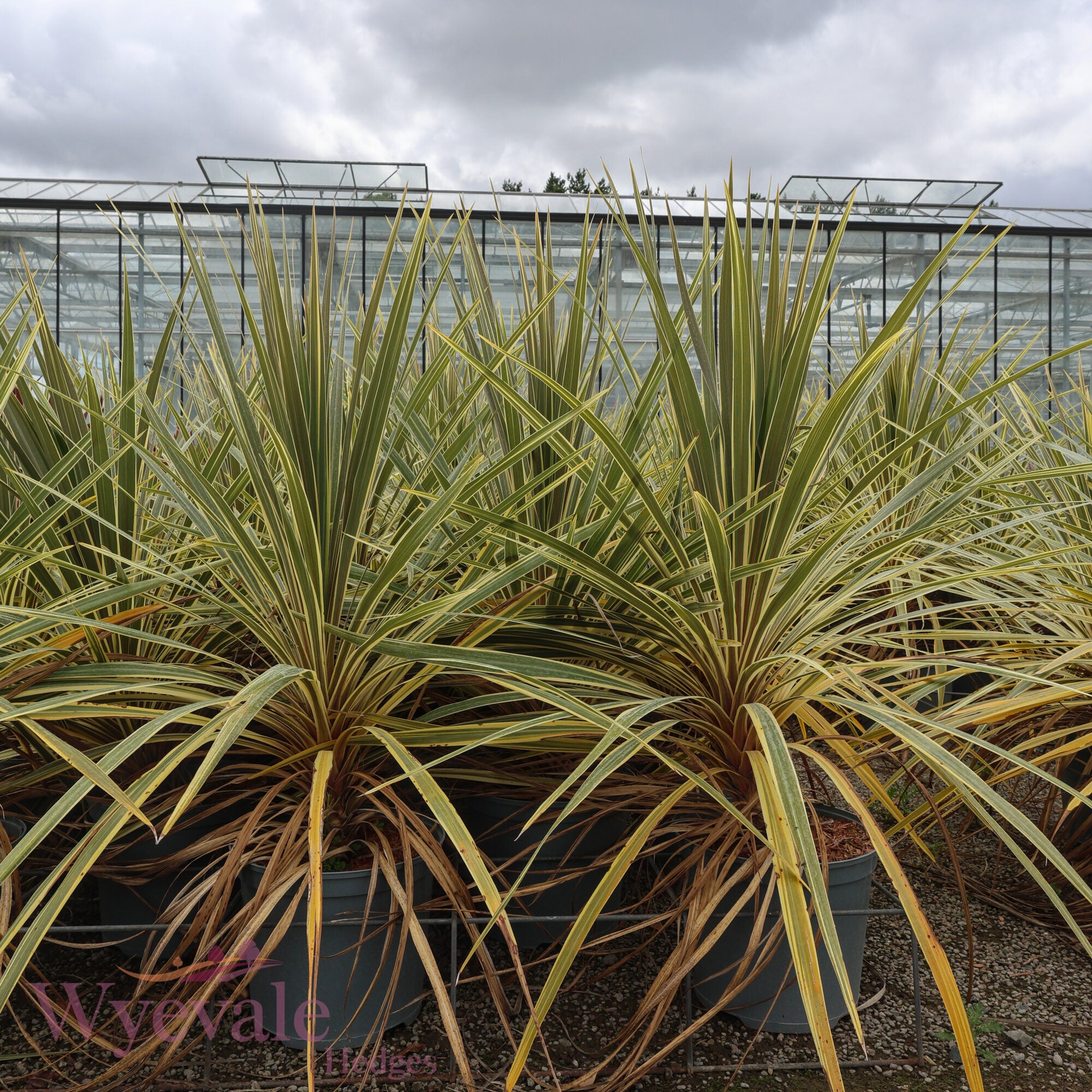 Cordyline australis (Cabbage Tree) 'Torbay Dazzler'