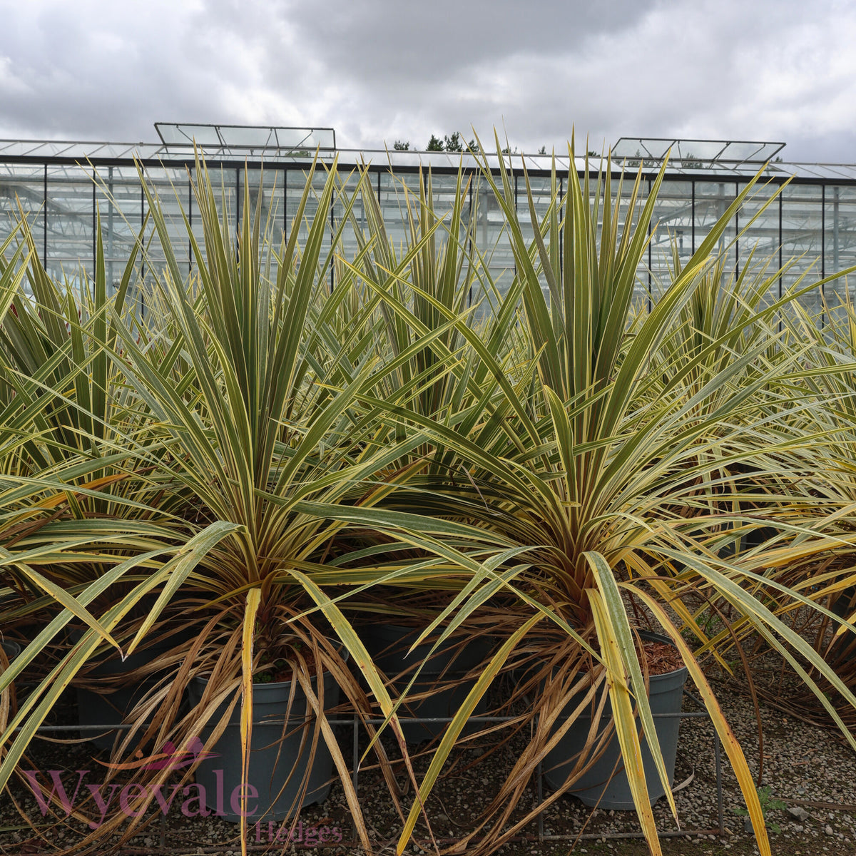 Cordyline australis (Cabbage Tree) 'Torbay Dazzler'