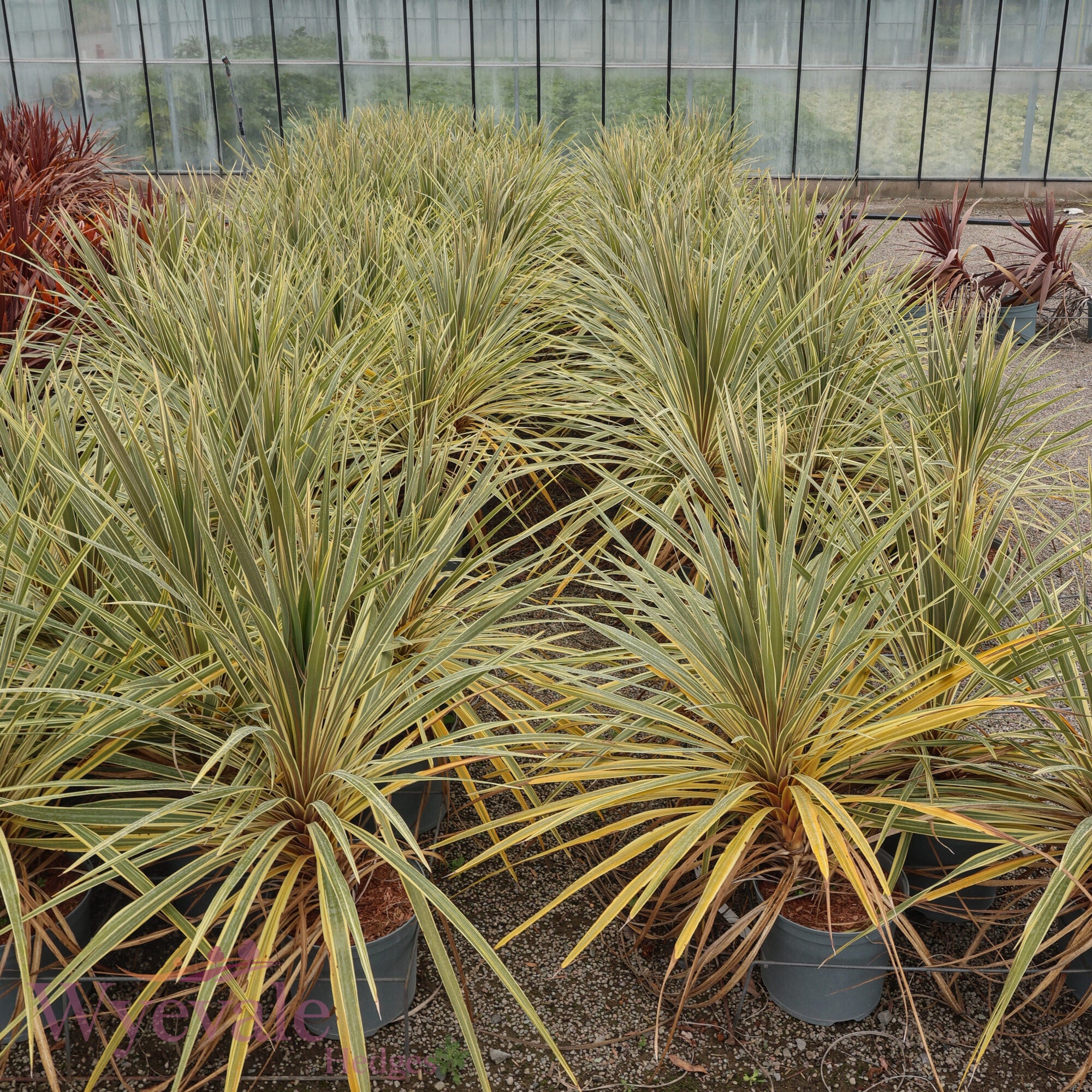 Cordyline australis (Cabbage Tree) 'Torbay Dazzler'