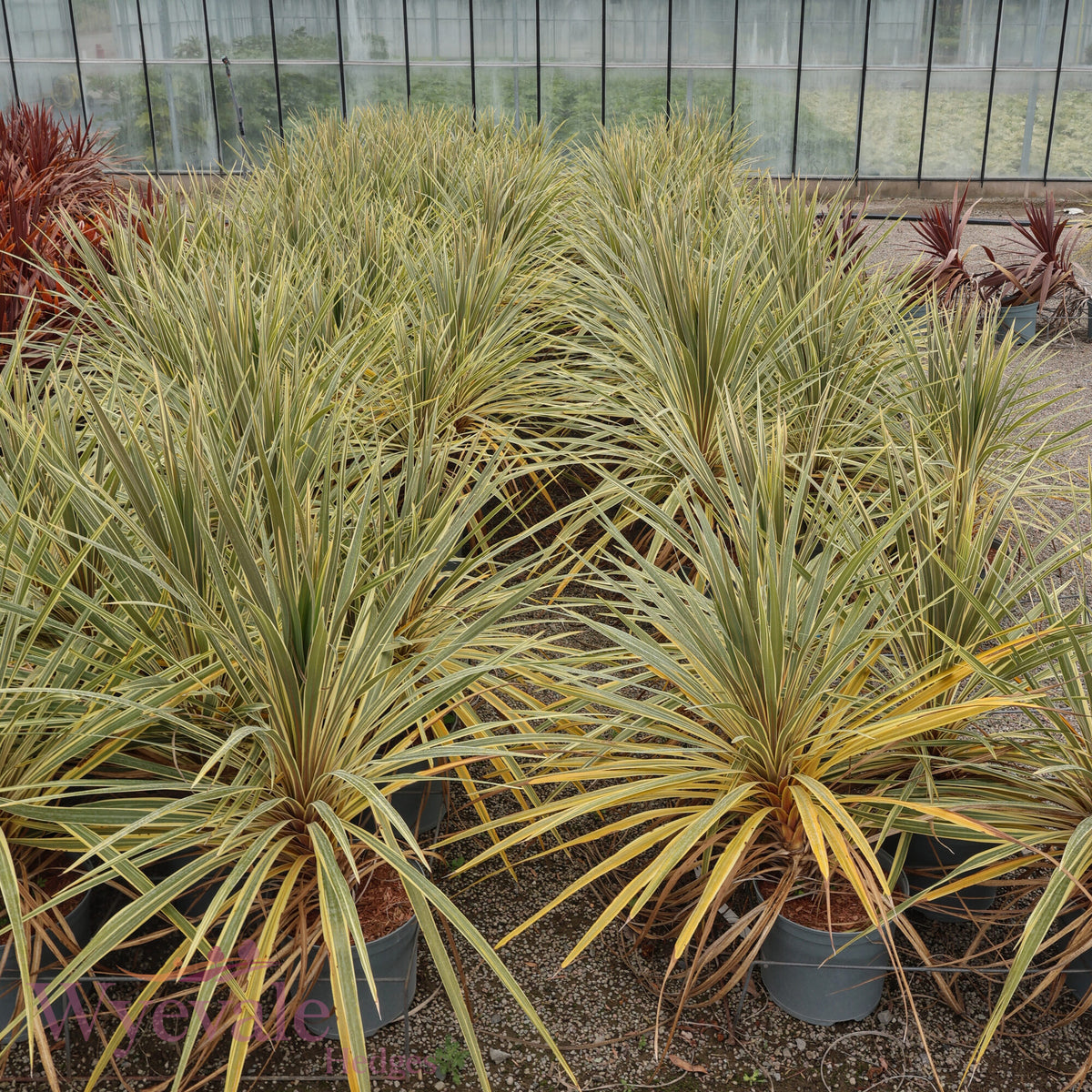 Cordyline australis (Cabbage Tree) 'Torbay Dazzler'
