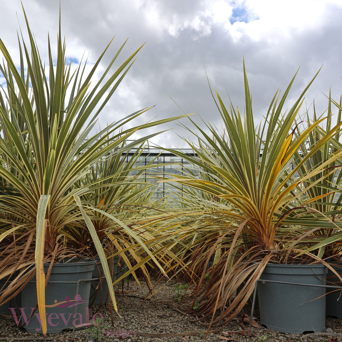 Cordyline australis (Cabbage Tree) 'Torbay Dazzler'