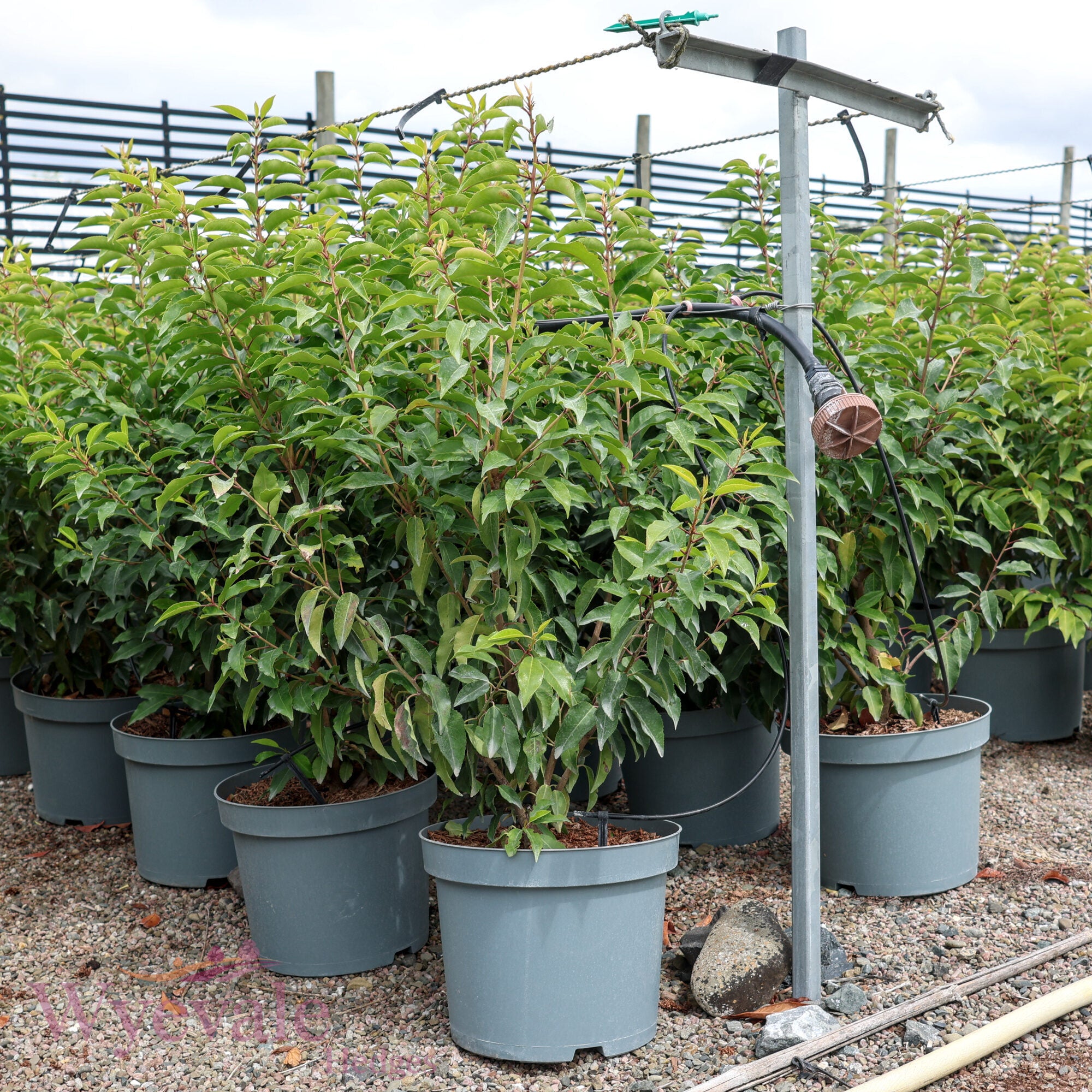 Prunus lusitanica (Portuguese Laurel) 'Myrtifolia'