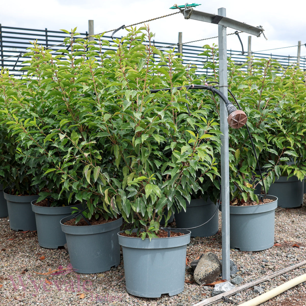Prunus lusitanica (Portuguese Laurel) 'Myrtifolia'