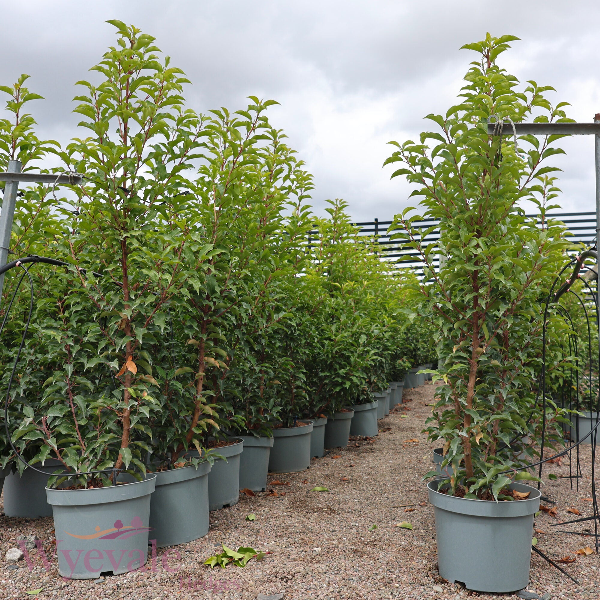 Prunus lusitanica (Portuguese Laurel) 'Myrtifolia'