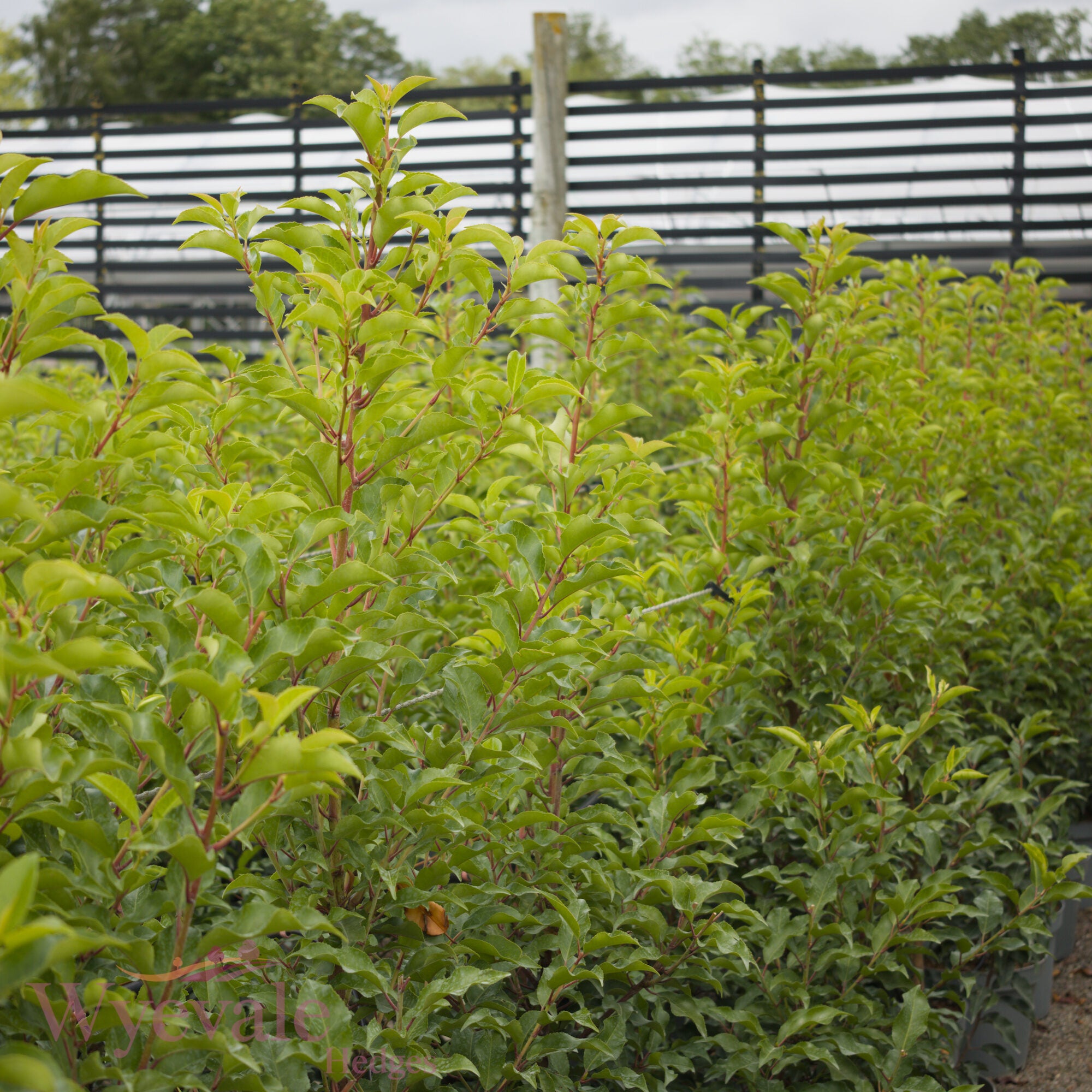 Prunus lusitanica (Portuguese Laurel) 'Myrtifolia'