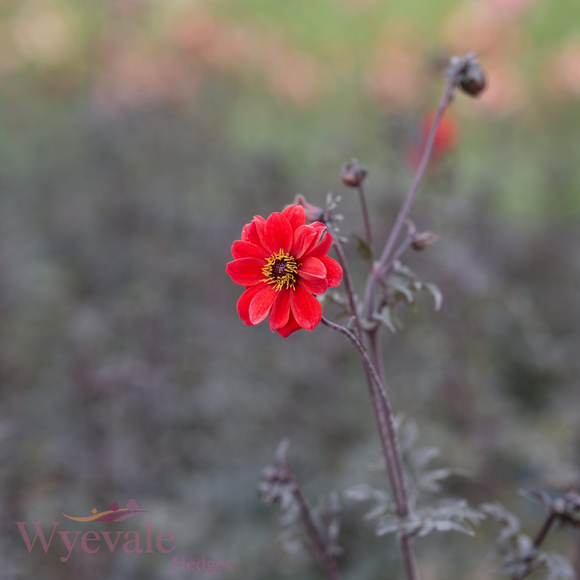 Dahlia 'Bishop of Llandaff'
