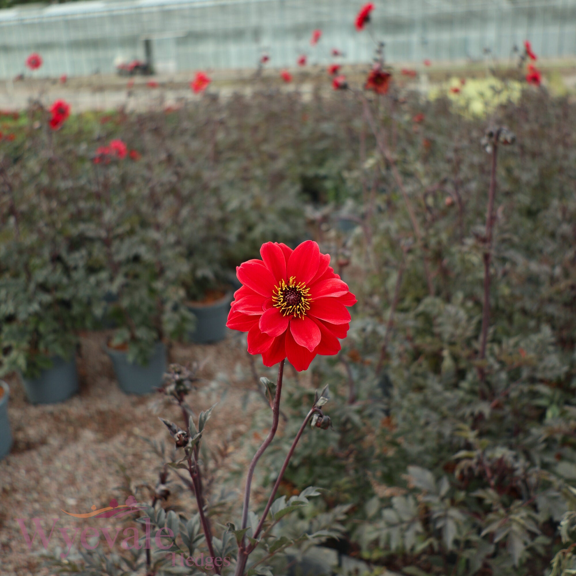 Dahlia 'Bishop of Llandaff'