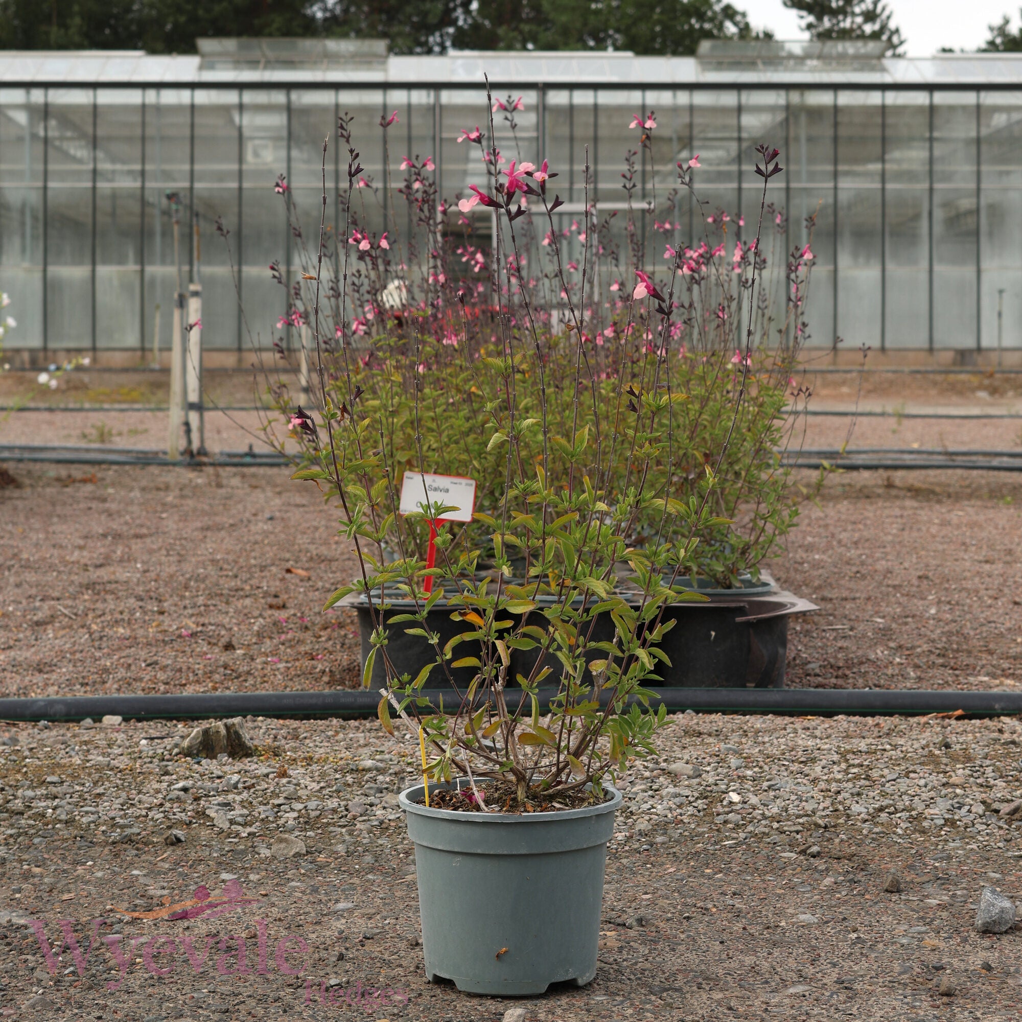 Salvia (Sage) 'Cuello Pink'