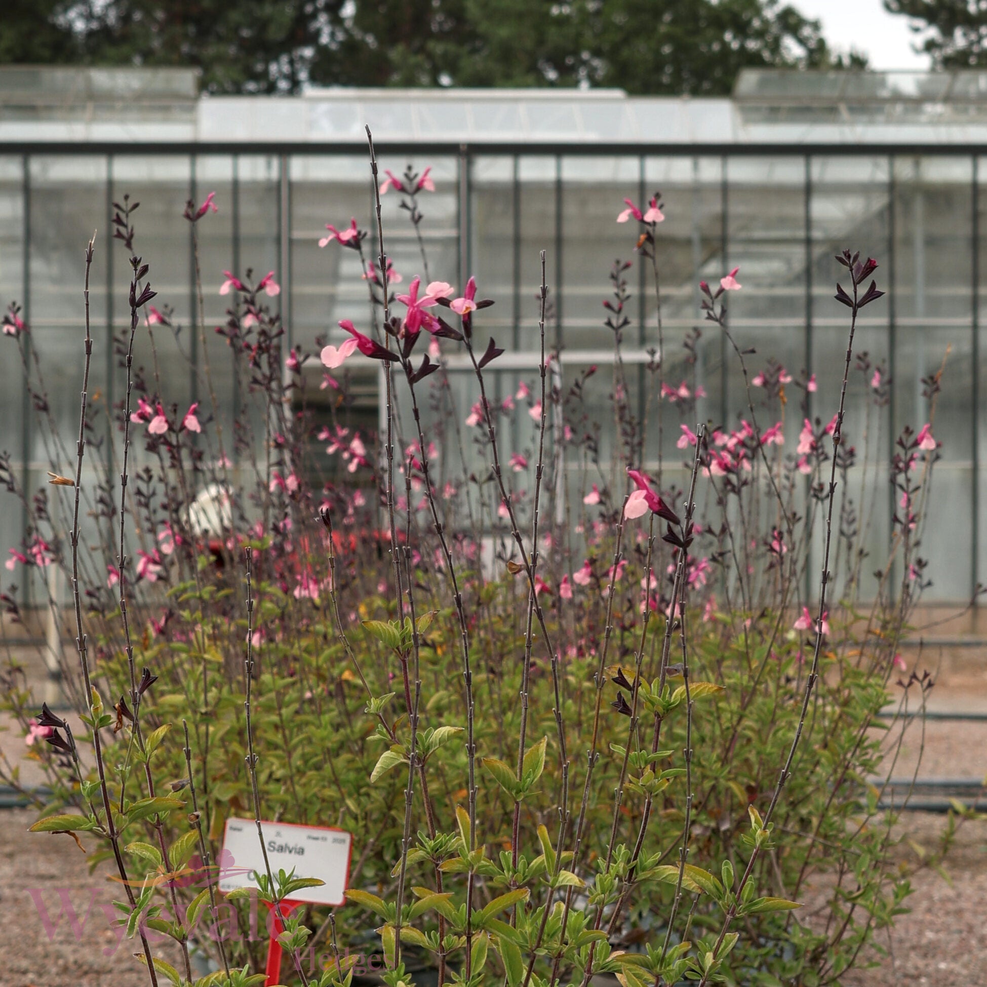 Salvia (Sage) 'Cuello Pink'