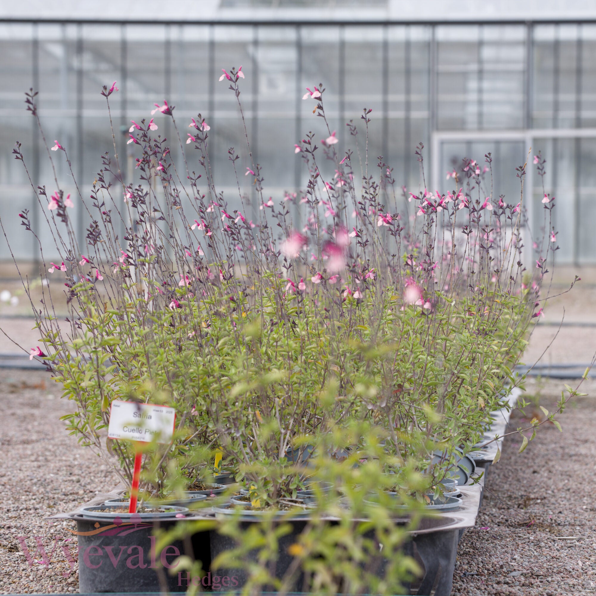 Salvia (Sage) 'Cuello Pink'
