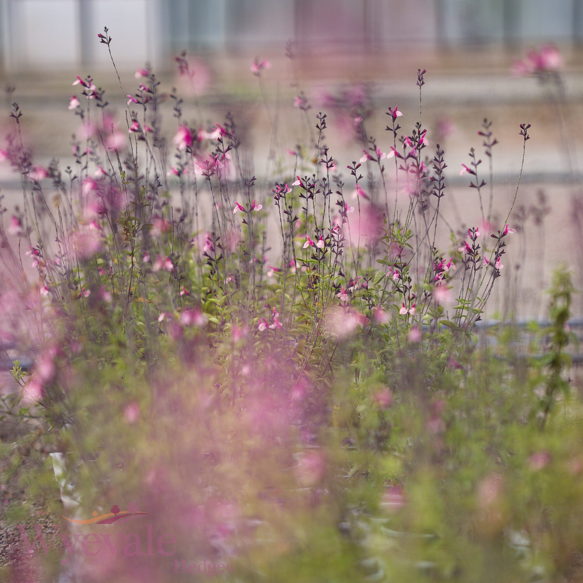 Salvia (Sage) 'Cuello Pink'