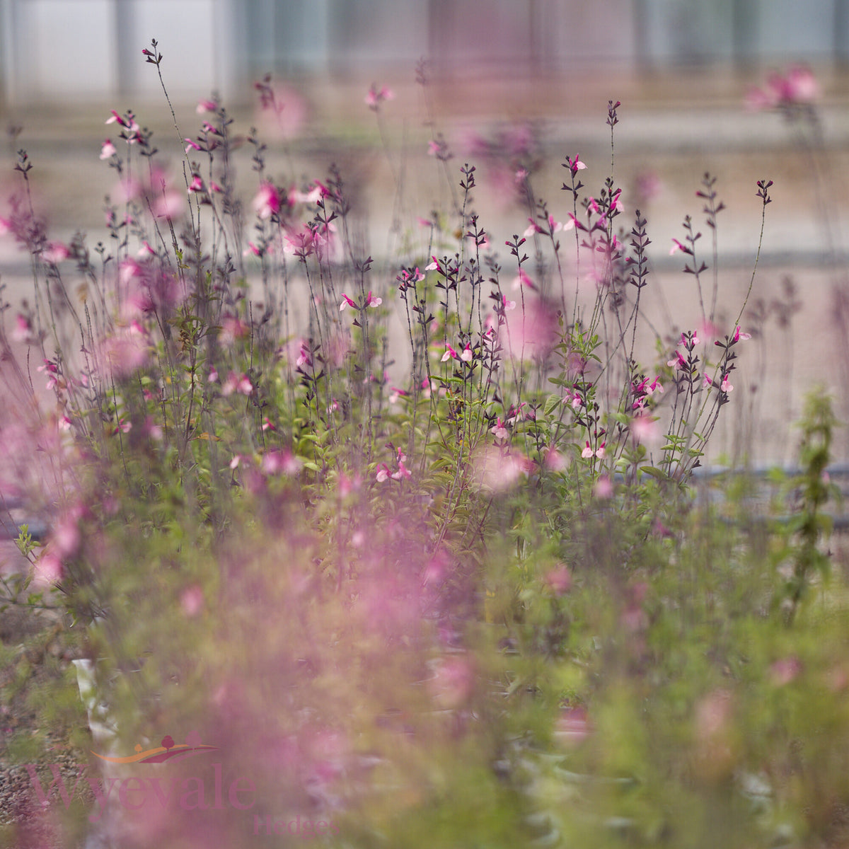 Salvia (Sage) 'Cuello Pink'