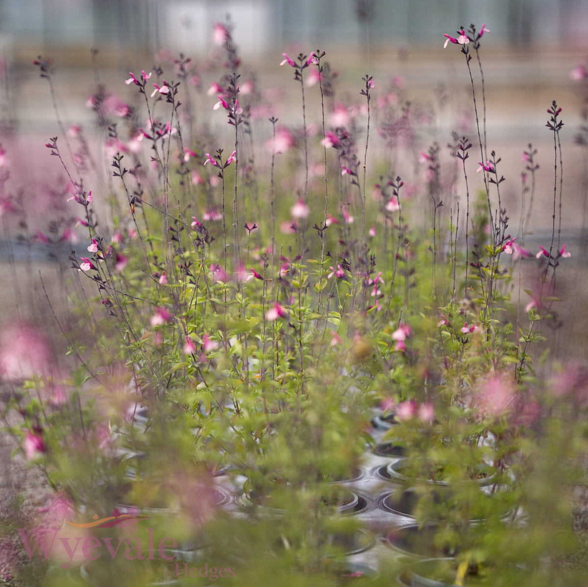 Salvia (Sage) 'Cuello Pink'